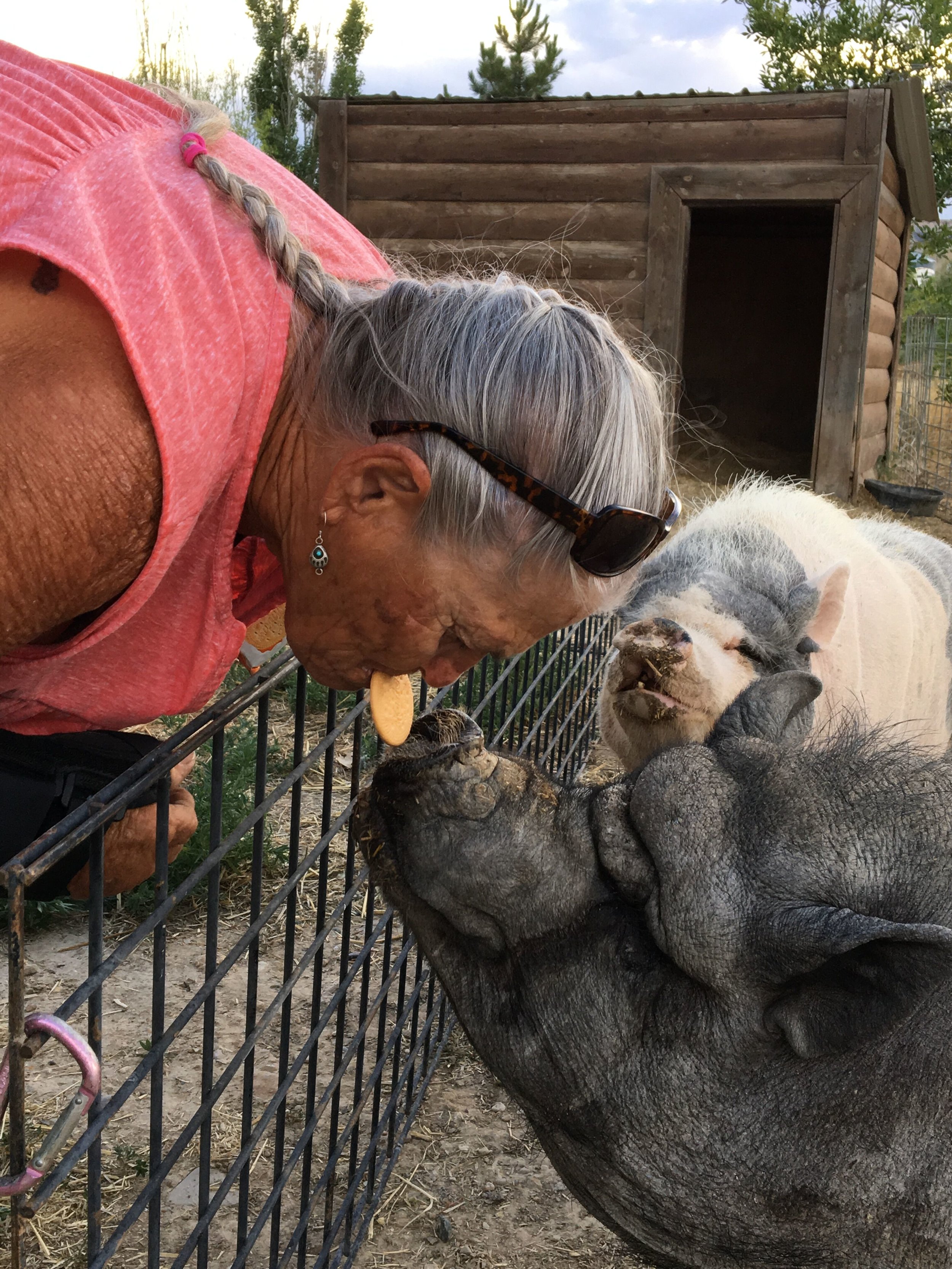 Pig-A-Sus Homestead Sanctuary