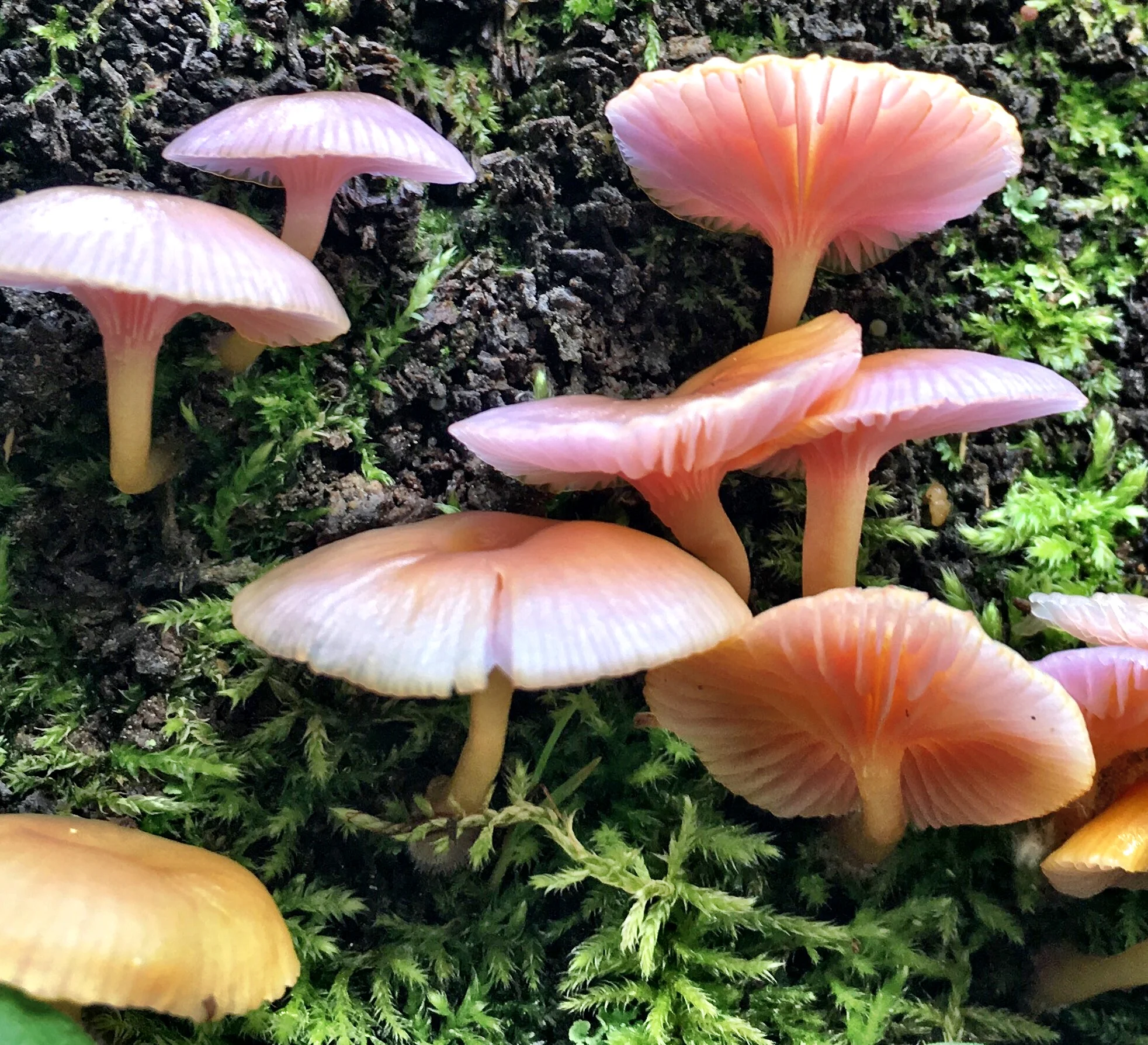 Keeping the Fun in Fungi