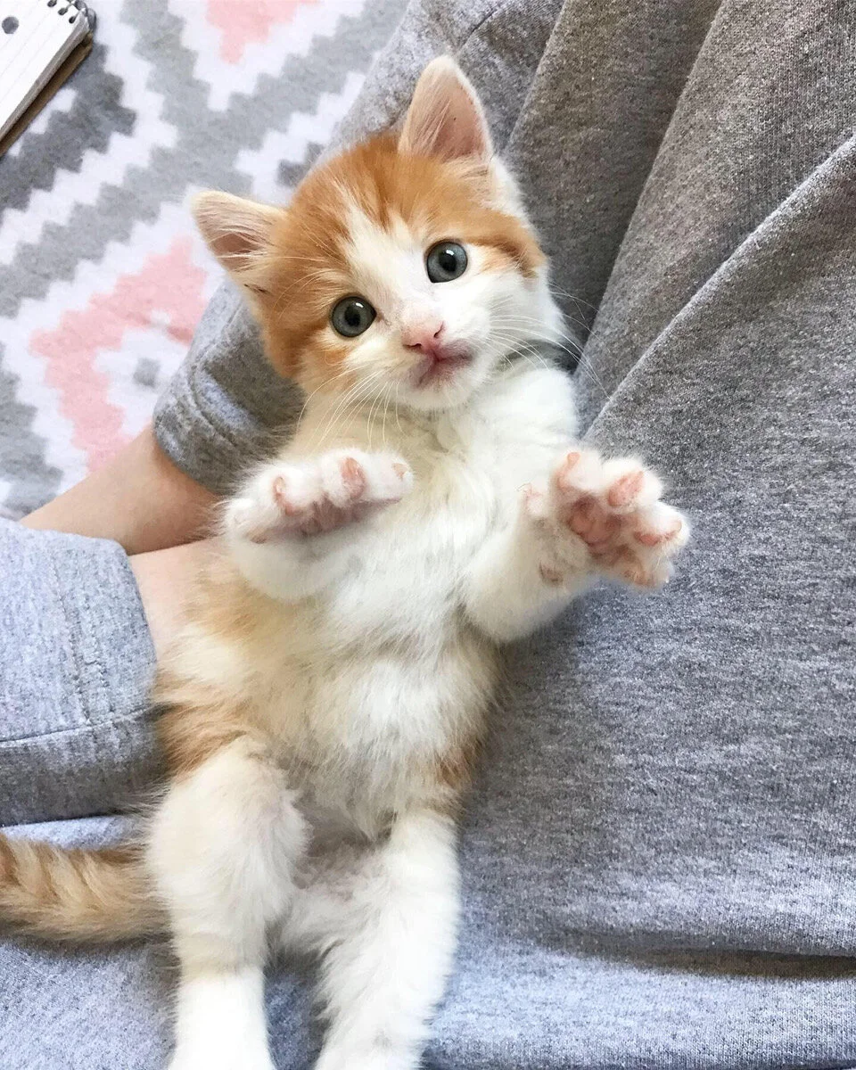 Roice-Hurst Humane Society: It's Kitten Season