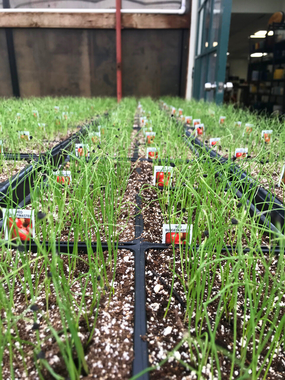 Reap an Early Harvest by Starting Seeds Indoors