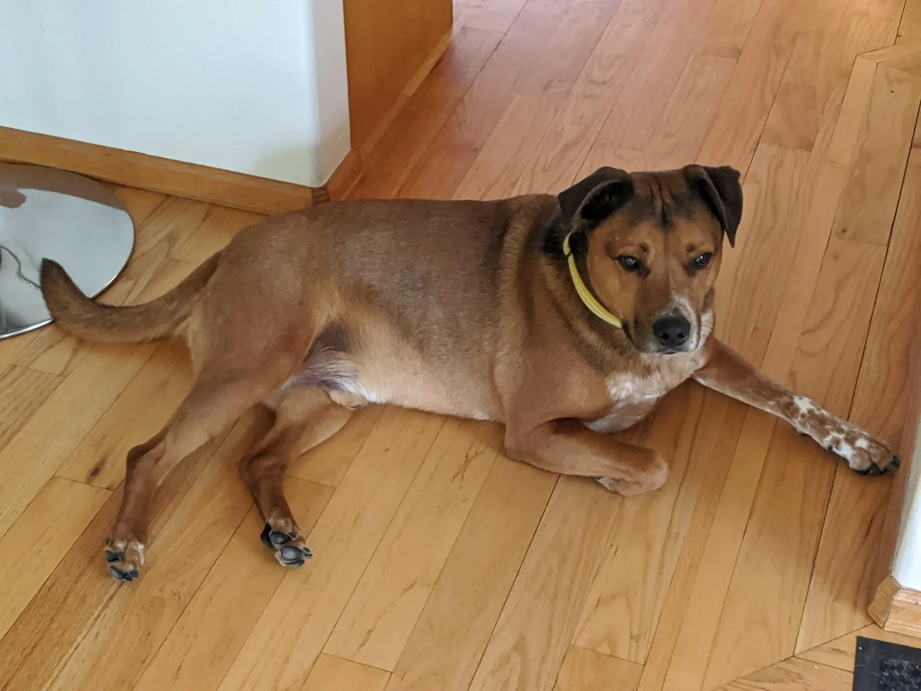 Fostering + Adopting Pets During COVID-19