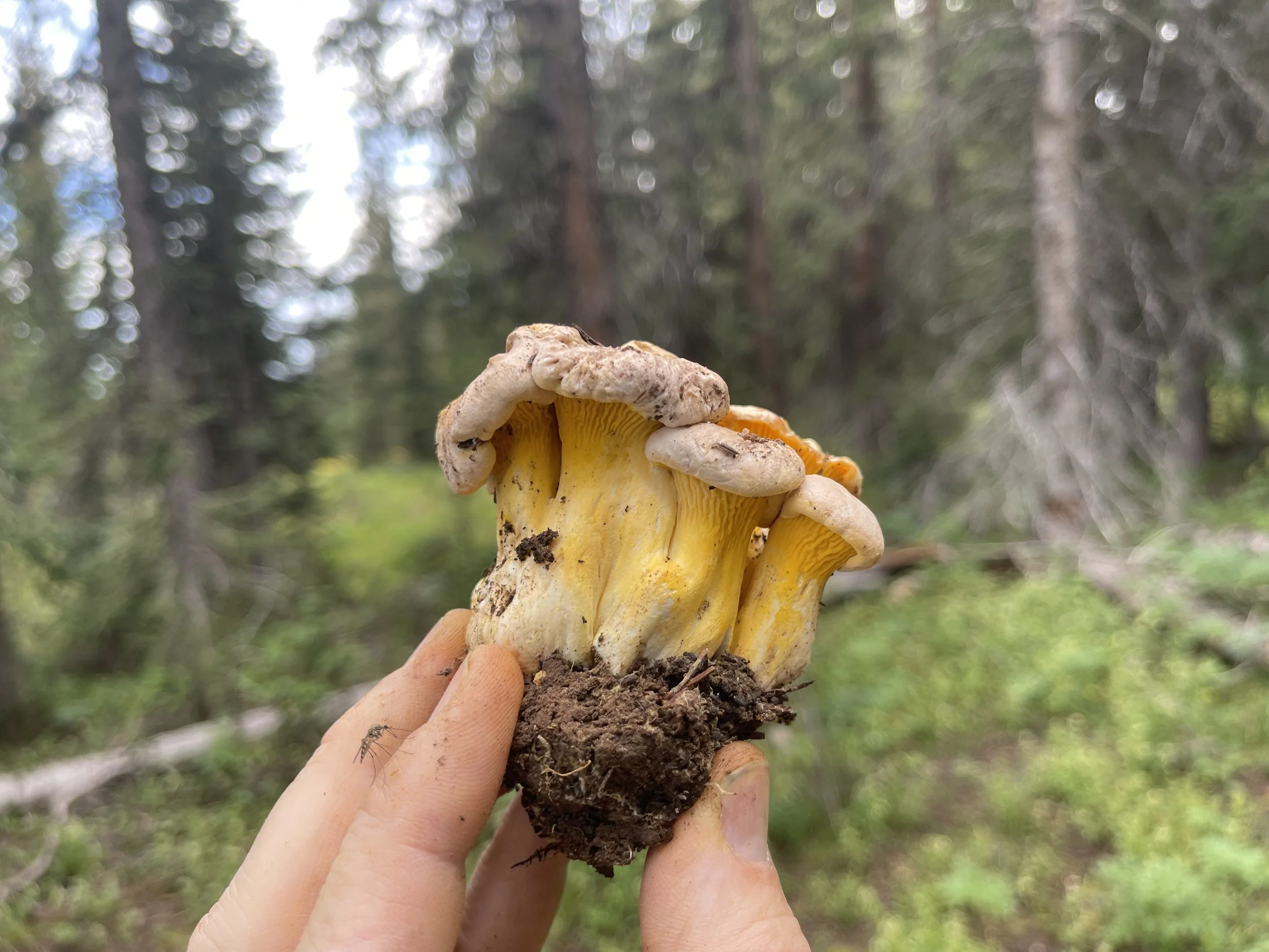 Your Guide To Mushroom Foraging 
