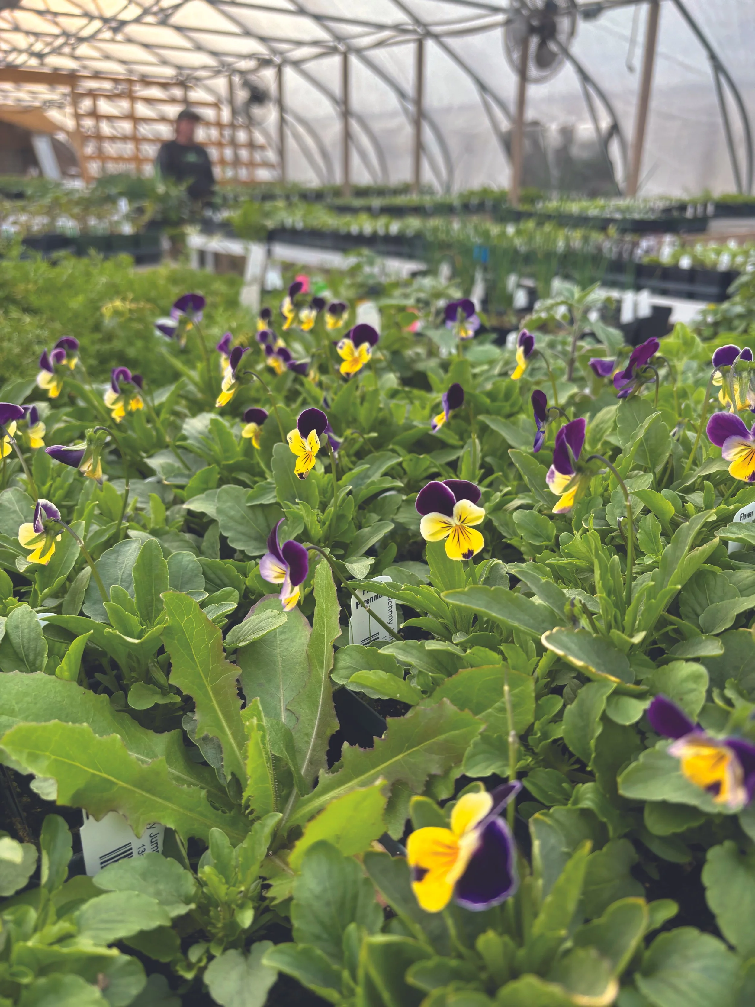 Wiggle Worm Gardens: Helping To Grow Your Green Thumb