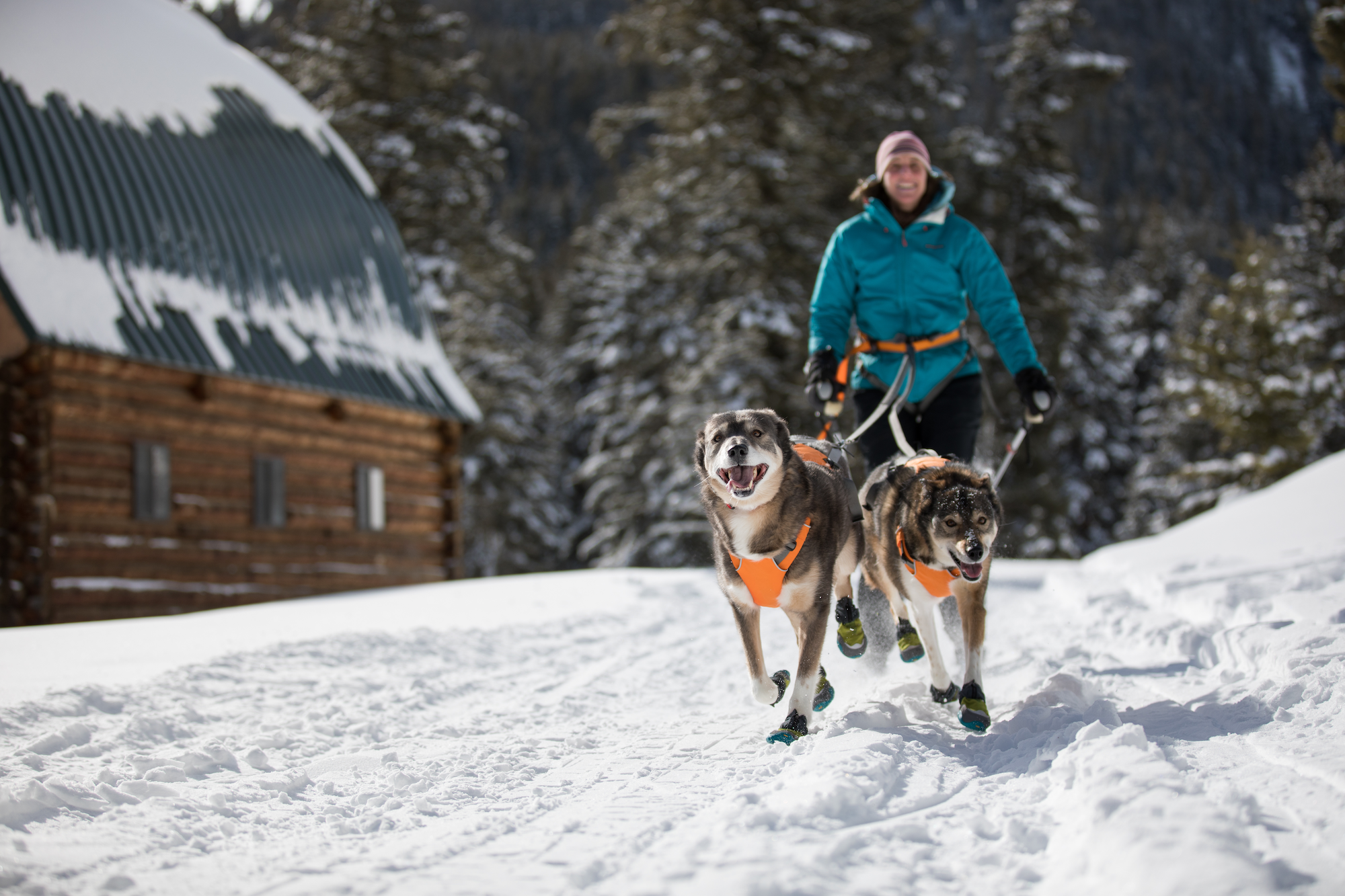 Dog Joring: Ski, Sprint + Bond With Your Pup