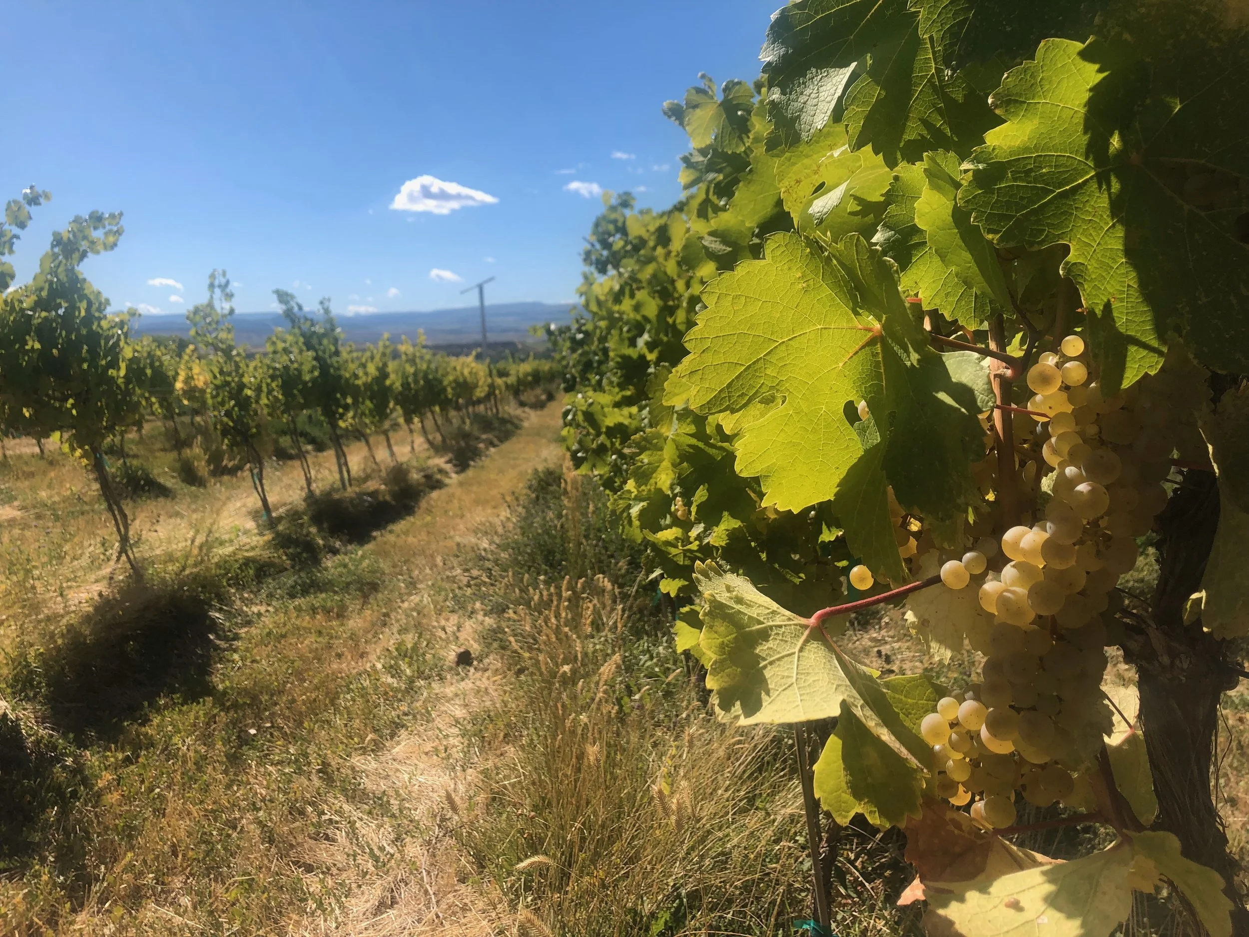 Colorado Cru: The Next Chapter Of The State’s Wine Story