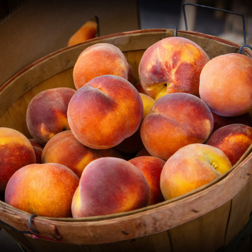 Palisade Peach Festival
