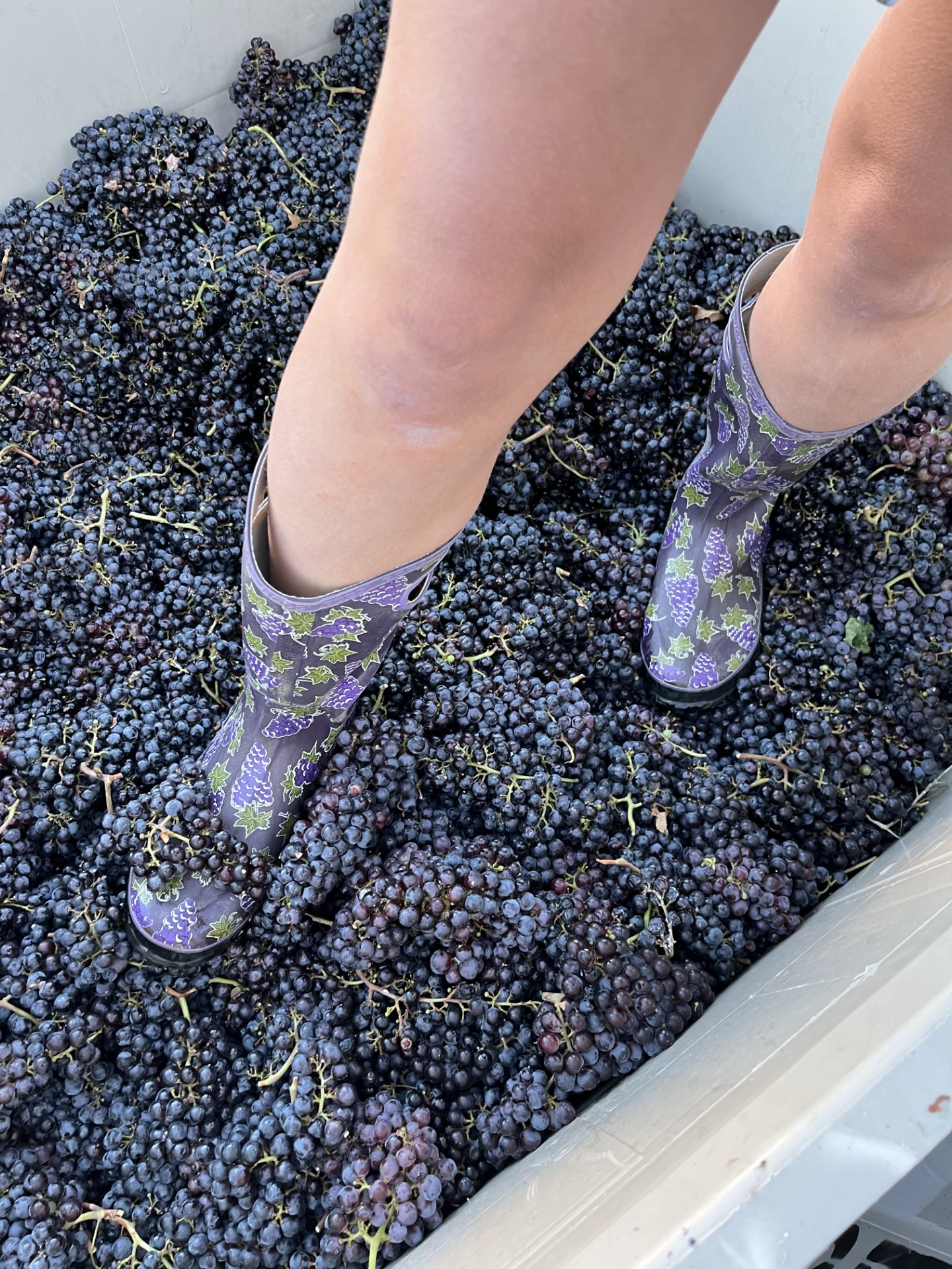 Harvest Fest at Buckel Family Wine