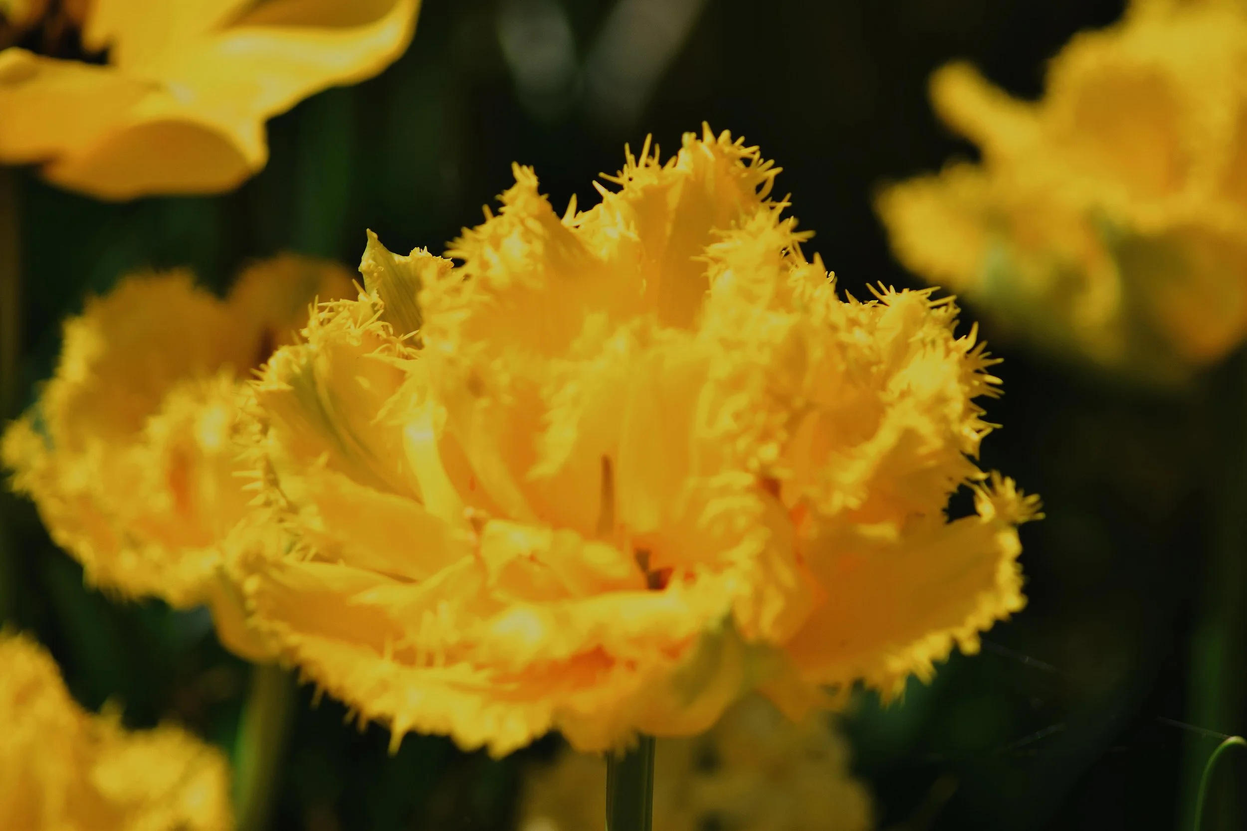 Yellow tulip