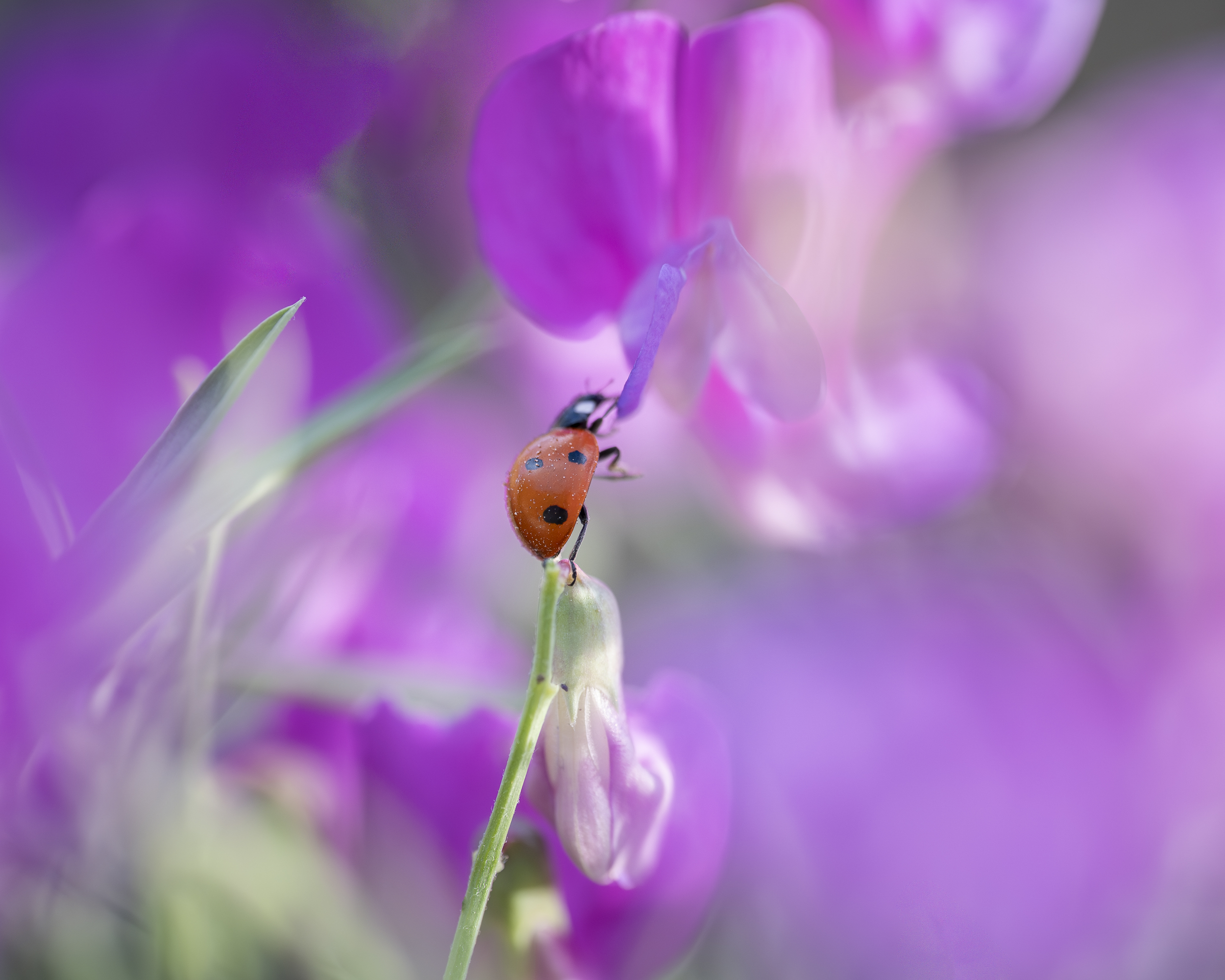Ecosystems Enlarged: Finding Hidden Details In Western Colorado With Macro Photography