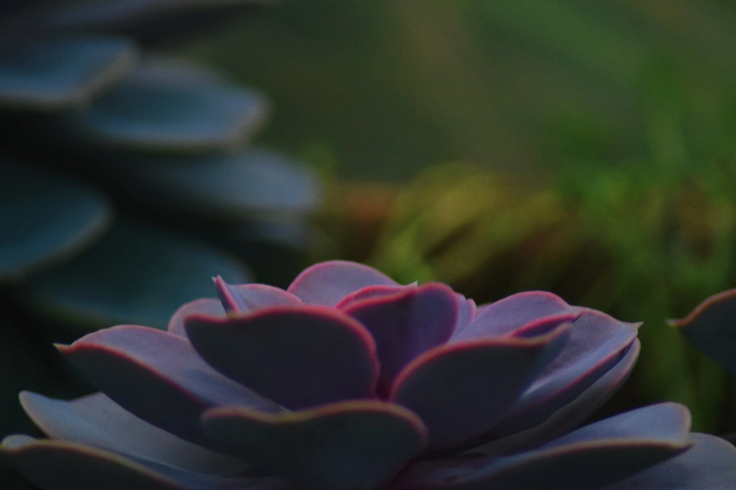Purple succulent
