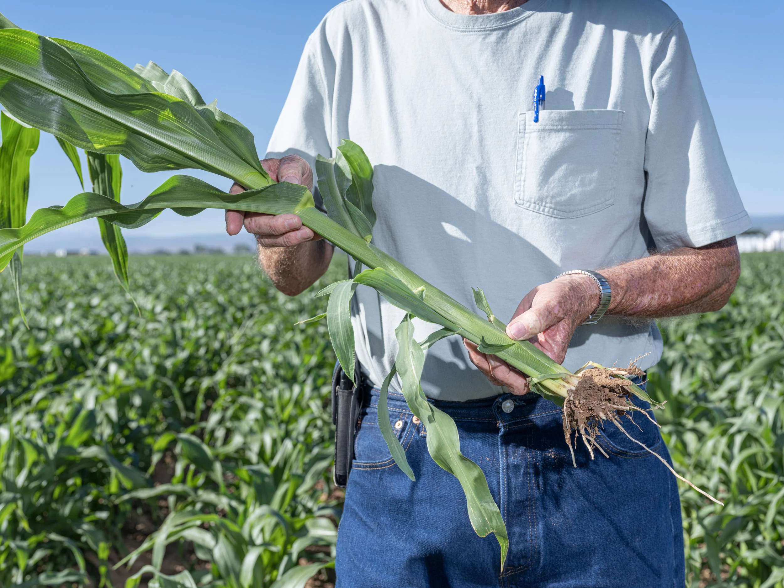 Olathe Sweet Corn: 48 Farmers Battle Drought To Save The Harvest Of Sweet Tradition