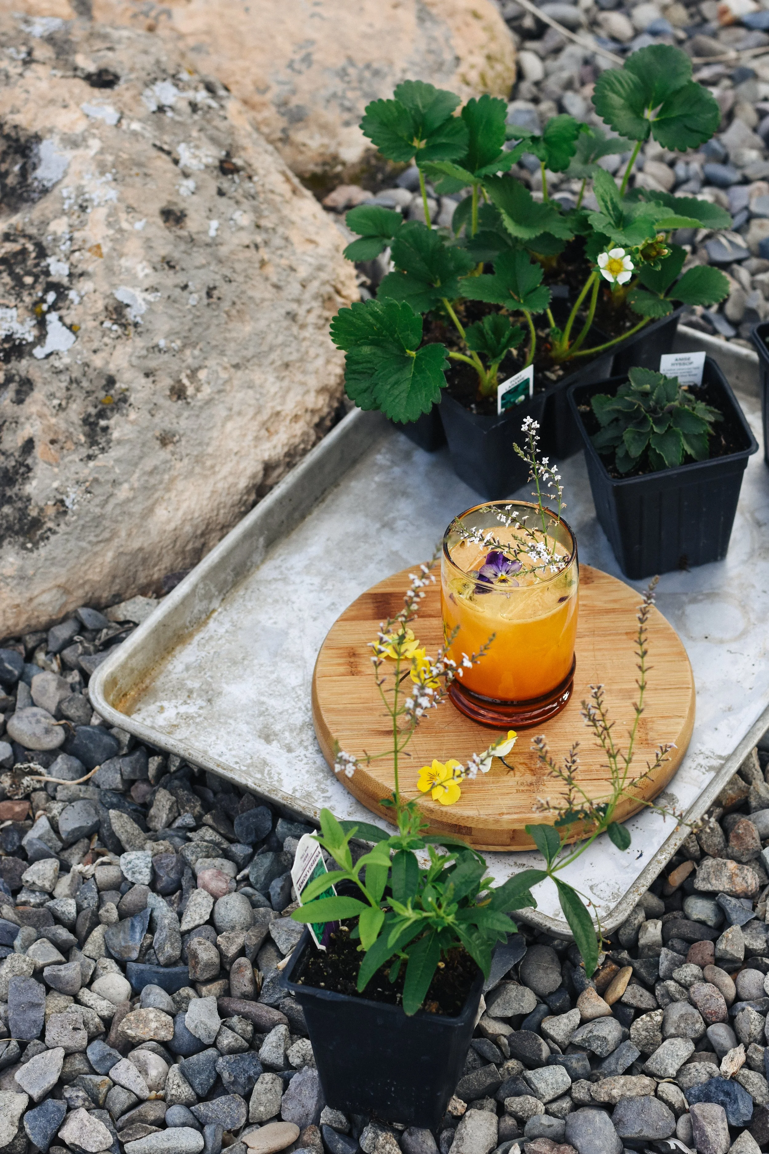 The Scotch Blossom: A Spiced Scotch Cocktail With Apricot + Ginger