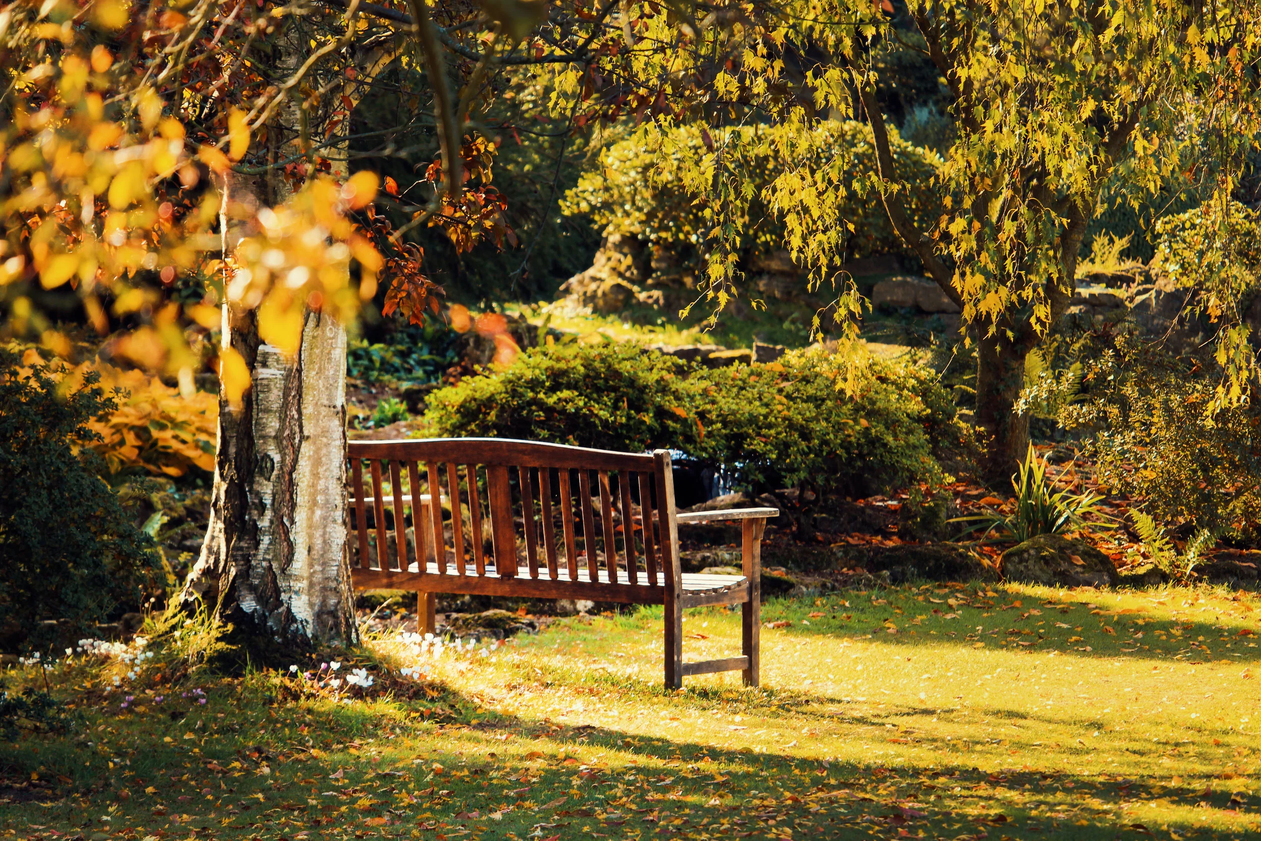 Bench_cropped.jpeg