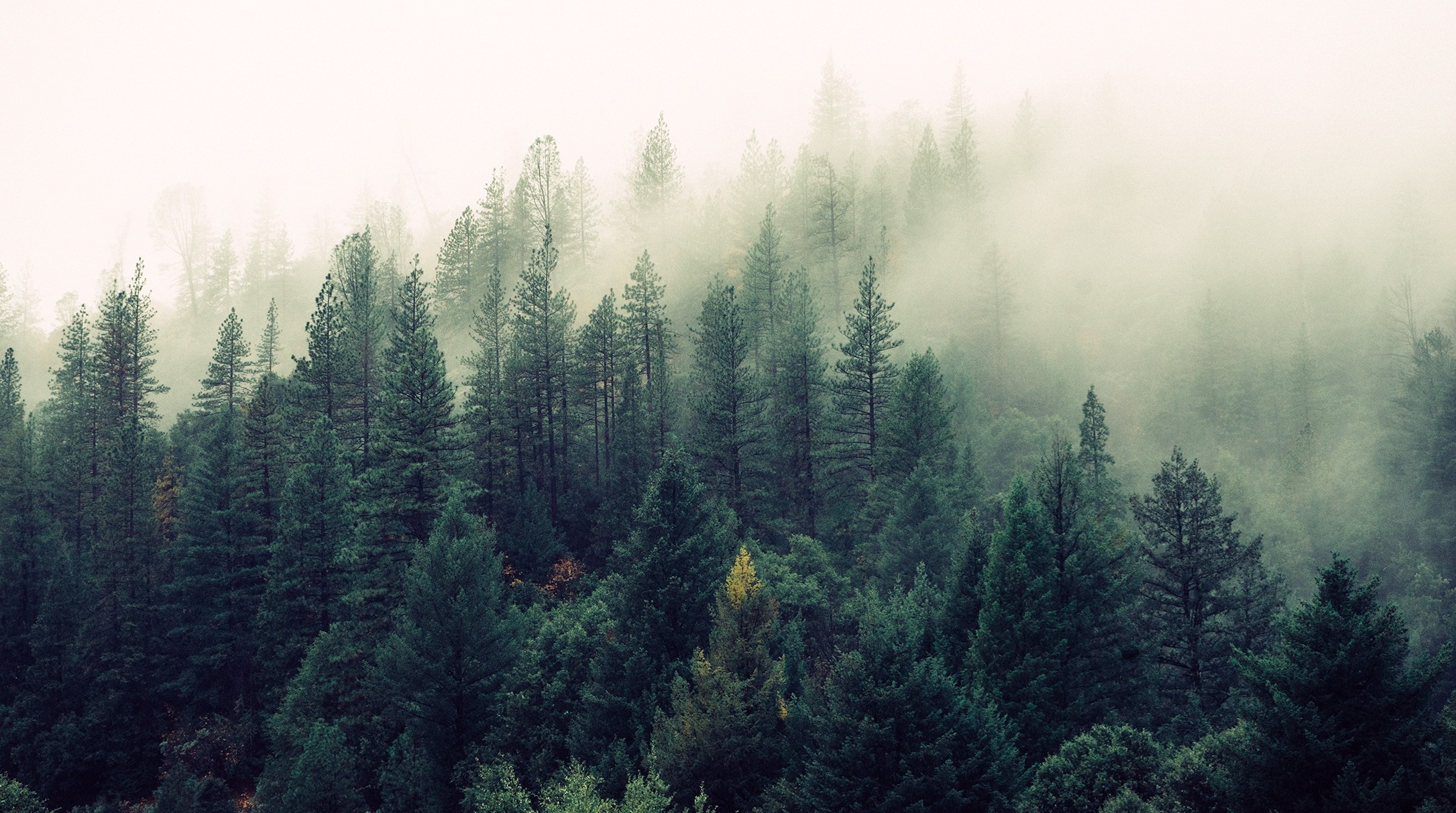nature-forest-trees-fog.jpeg