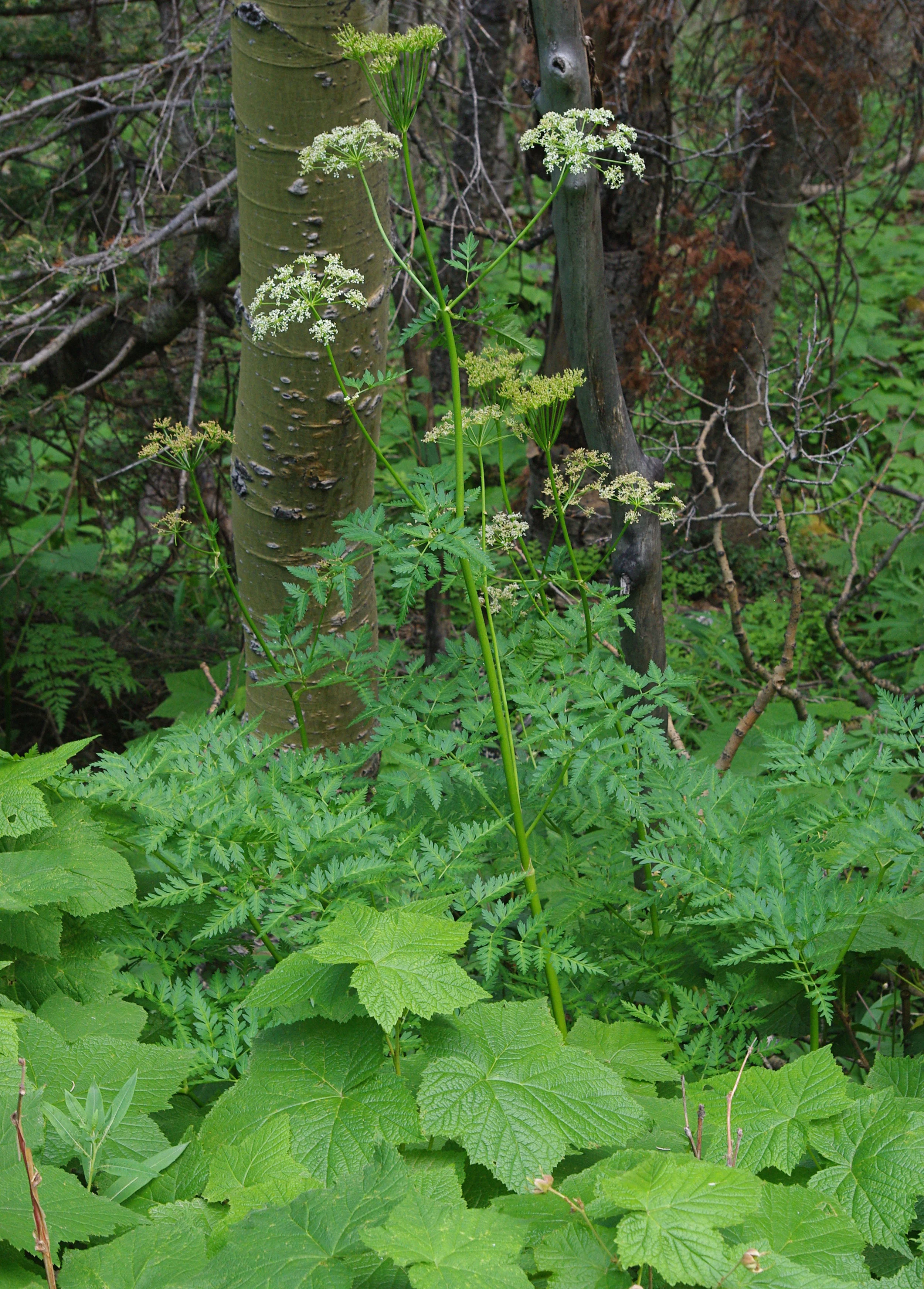 Ligusticum_porteri_habitus (1).jpg