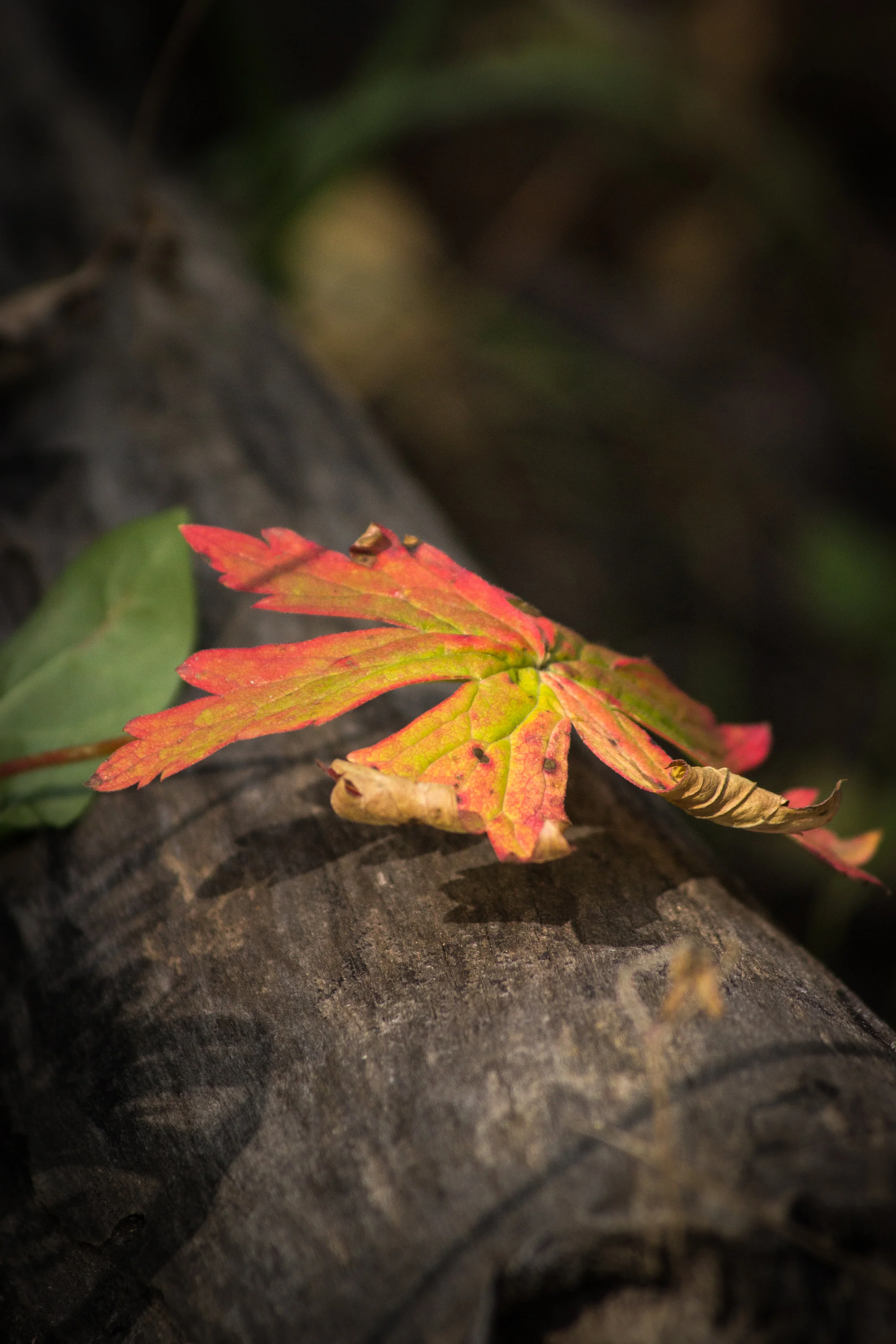 Autumn is Nearing