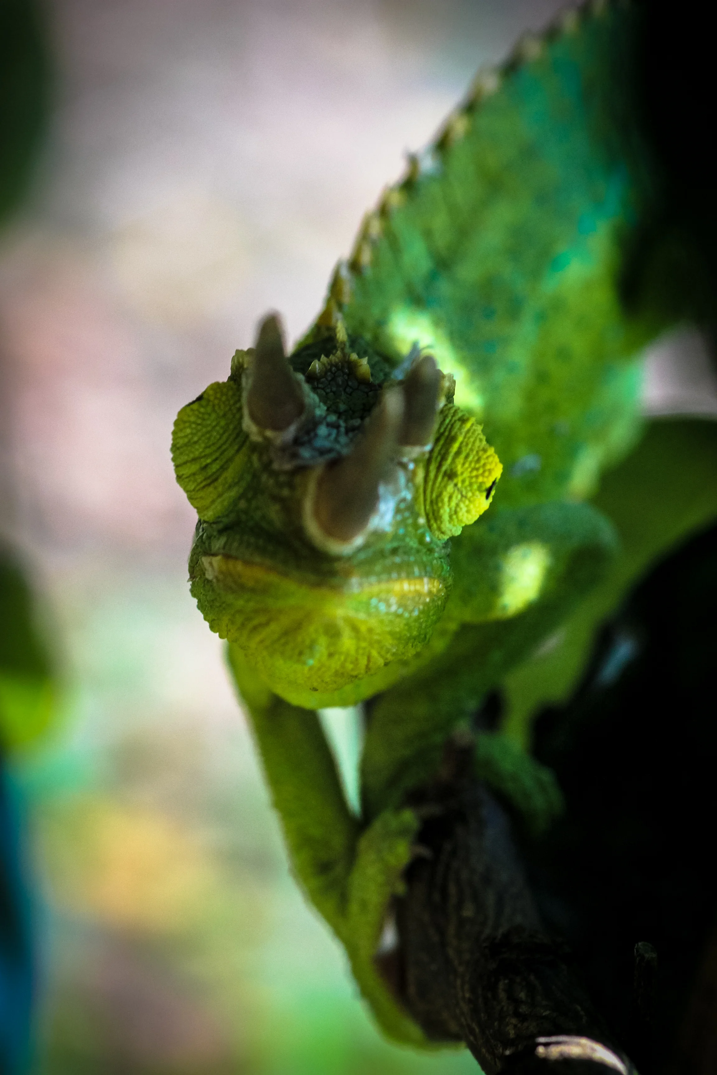 Sneaky Chameleon