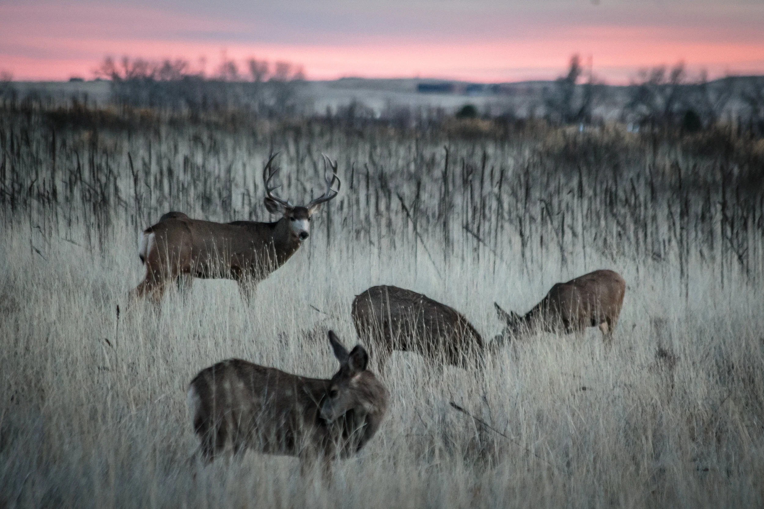 Deer at Twilight