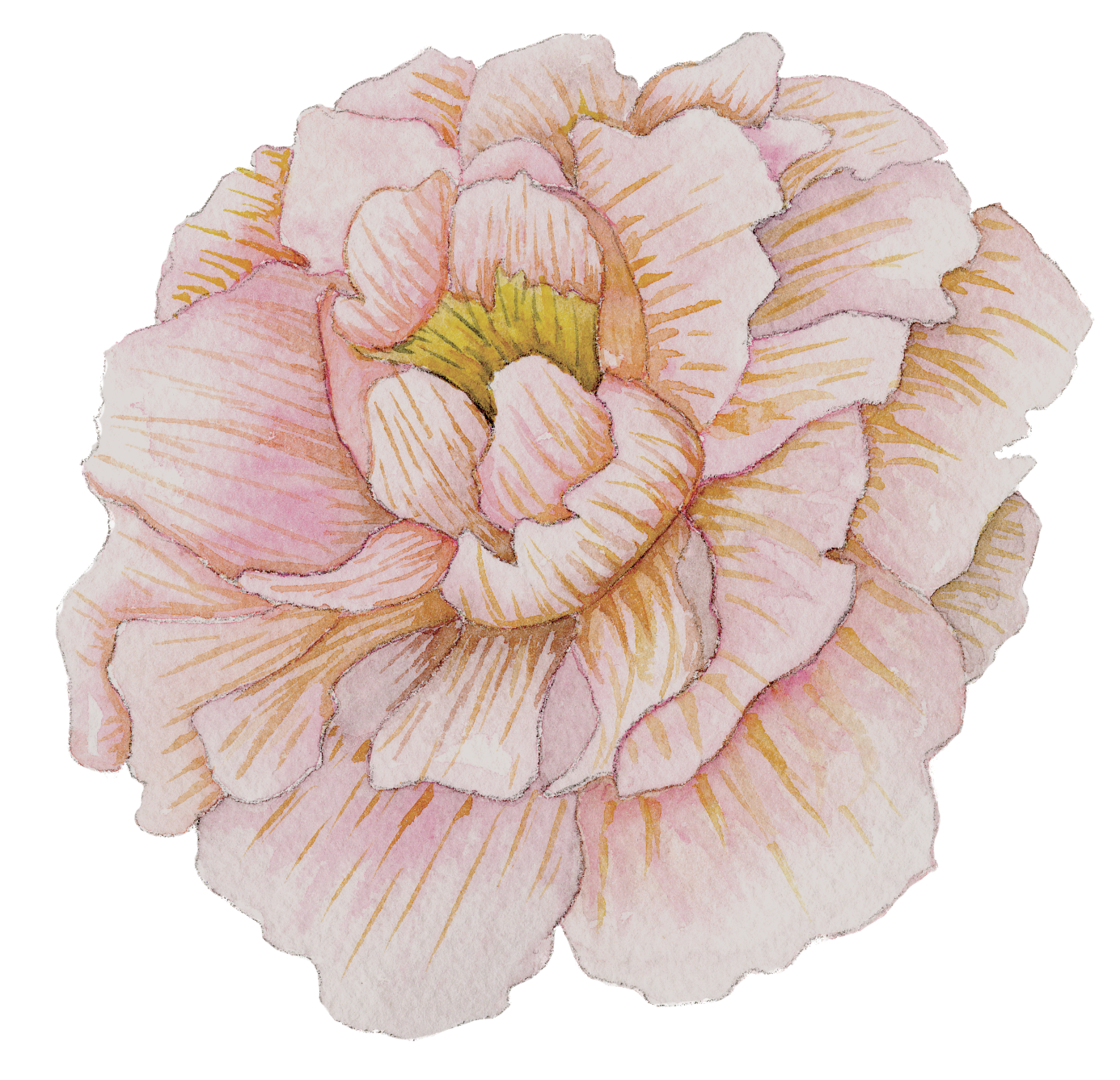 Pink Peony017.png