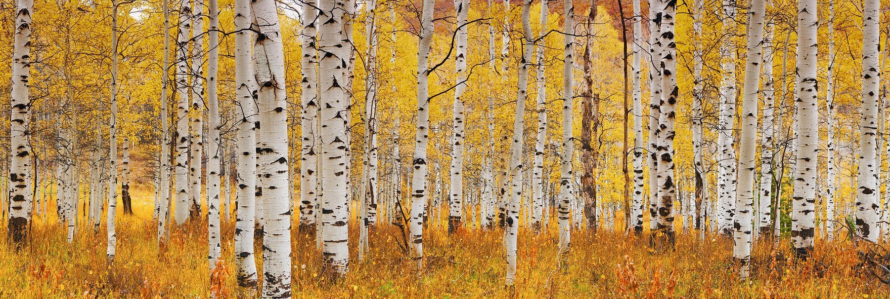 Aspen Glow Peter Lik.jpg