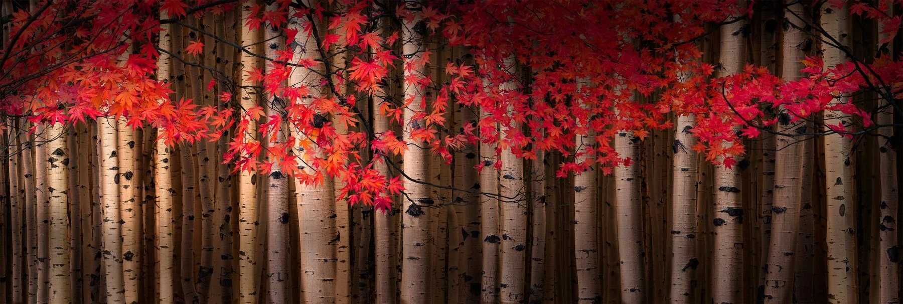 Autumn Serenade.jpg