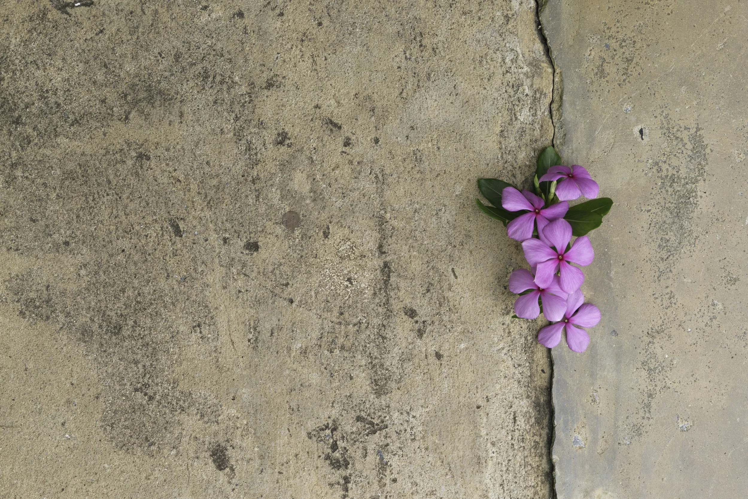 Cracked Sidewalk.jpeg