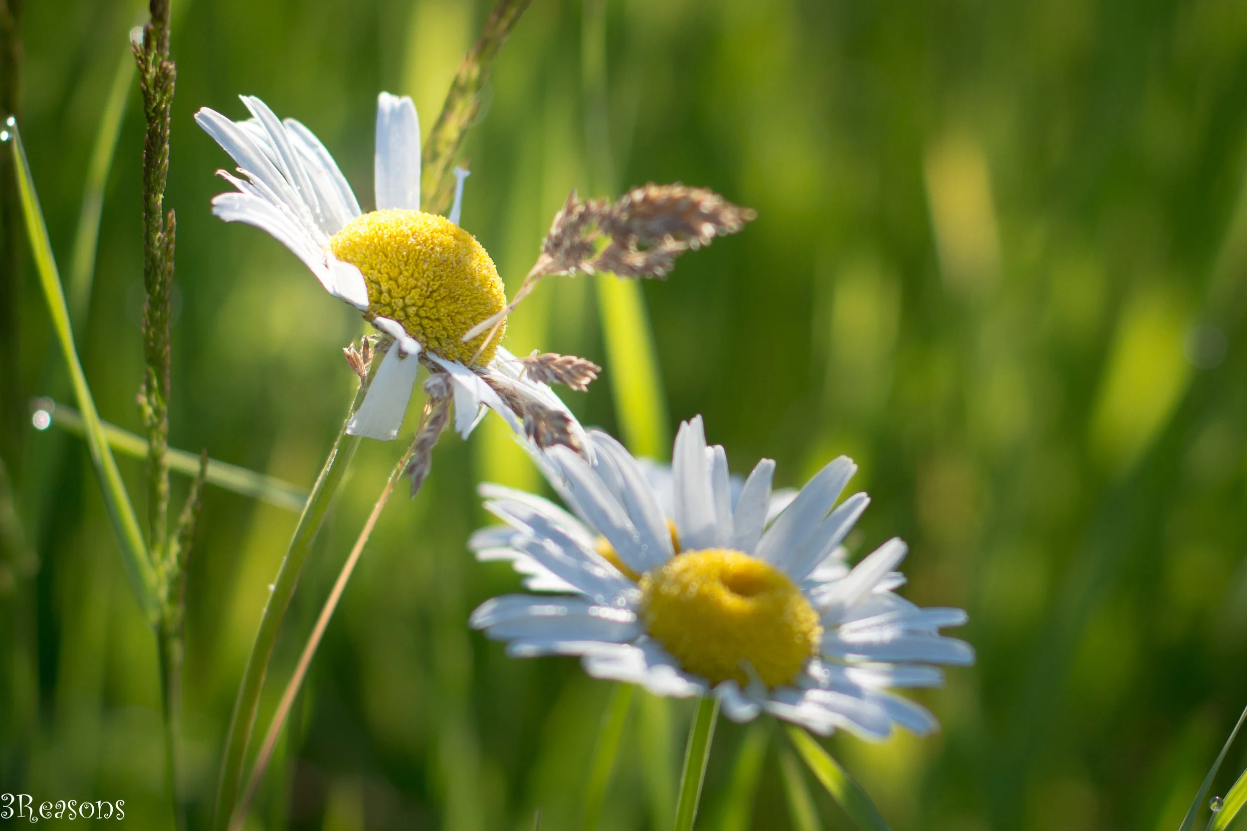 Brenda Cook Photography — Fostering Resilient Learners