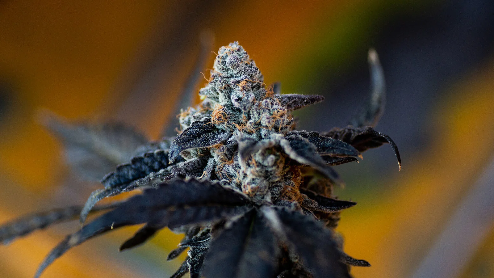 What Are Trichomes Found in Cannabis?