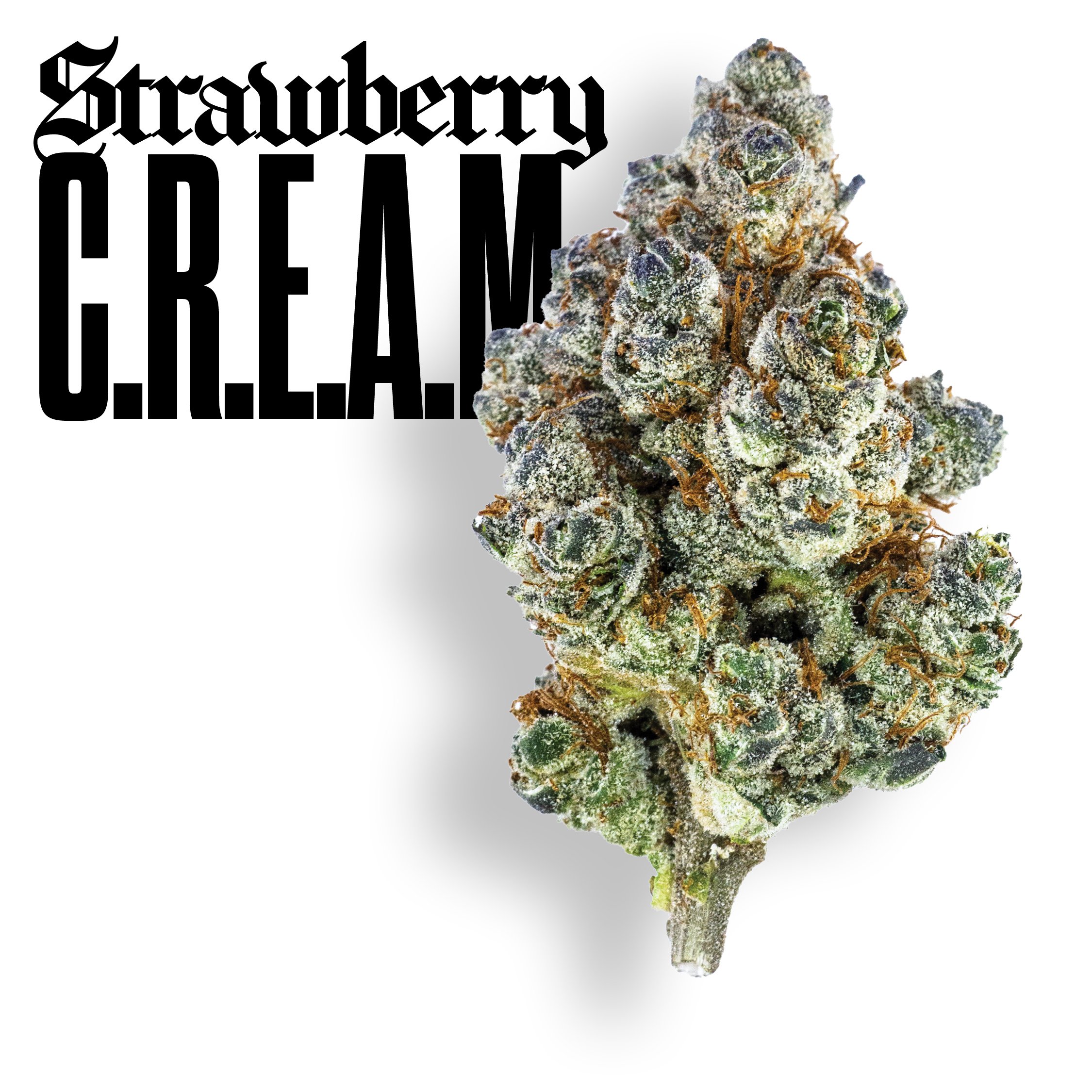 Gold Cuts Strawberry CREAM, Certified Bangers. Ultra Premium Flower | Claybourne Co. Cannabis