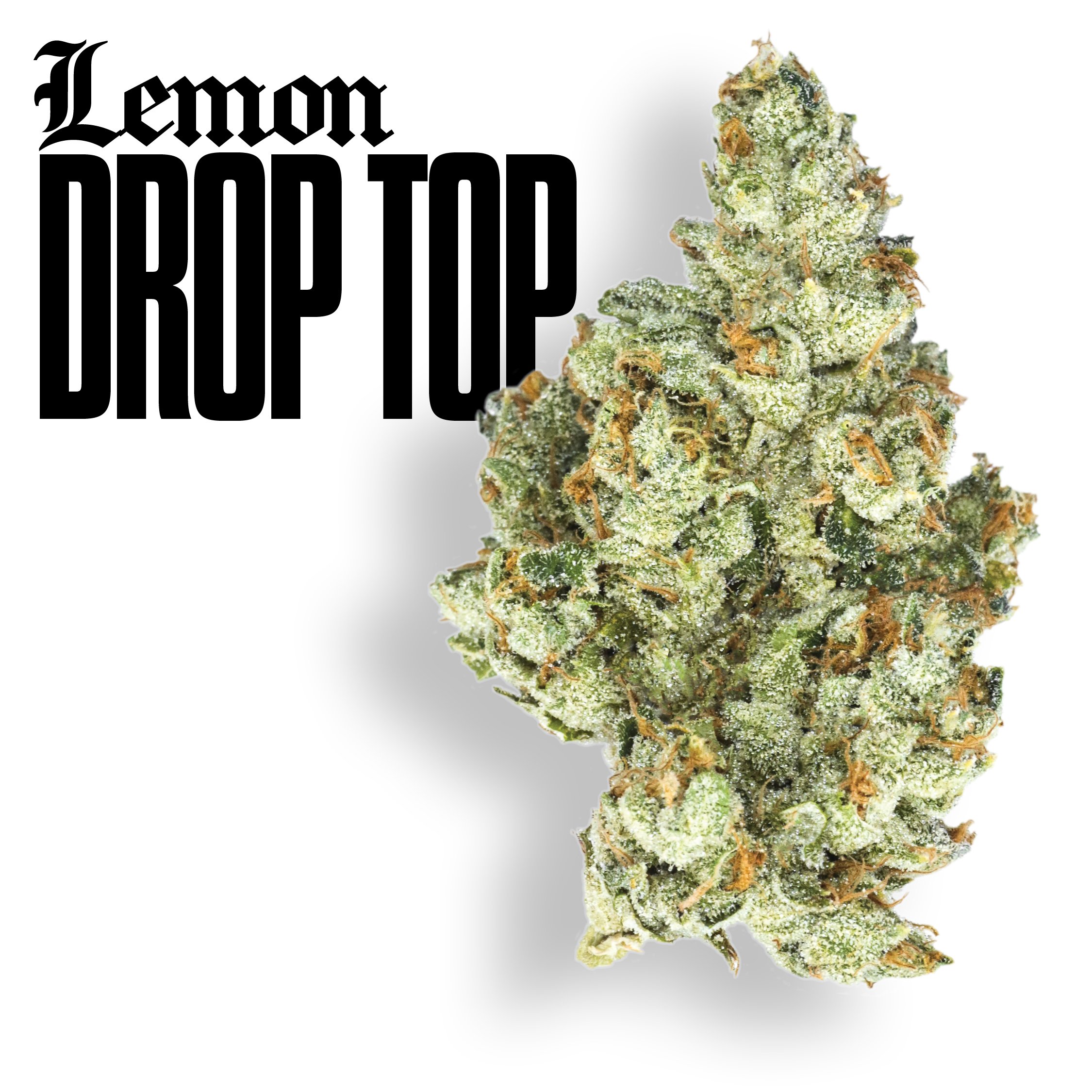 Gold Cuts Lemon Drop Top, Certified Bangers. Ultra Premium Flower | Claybourne Co. Cannabis