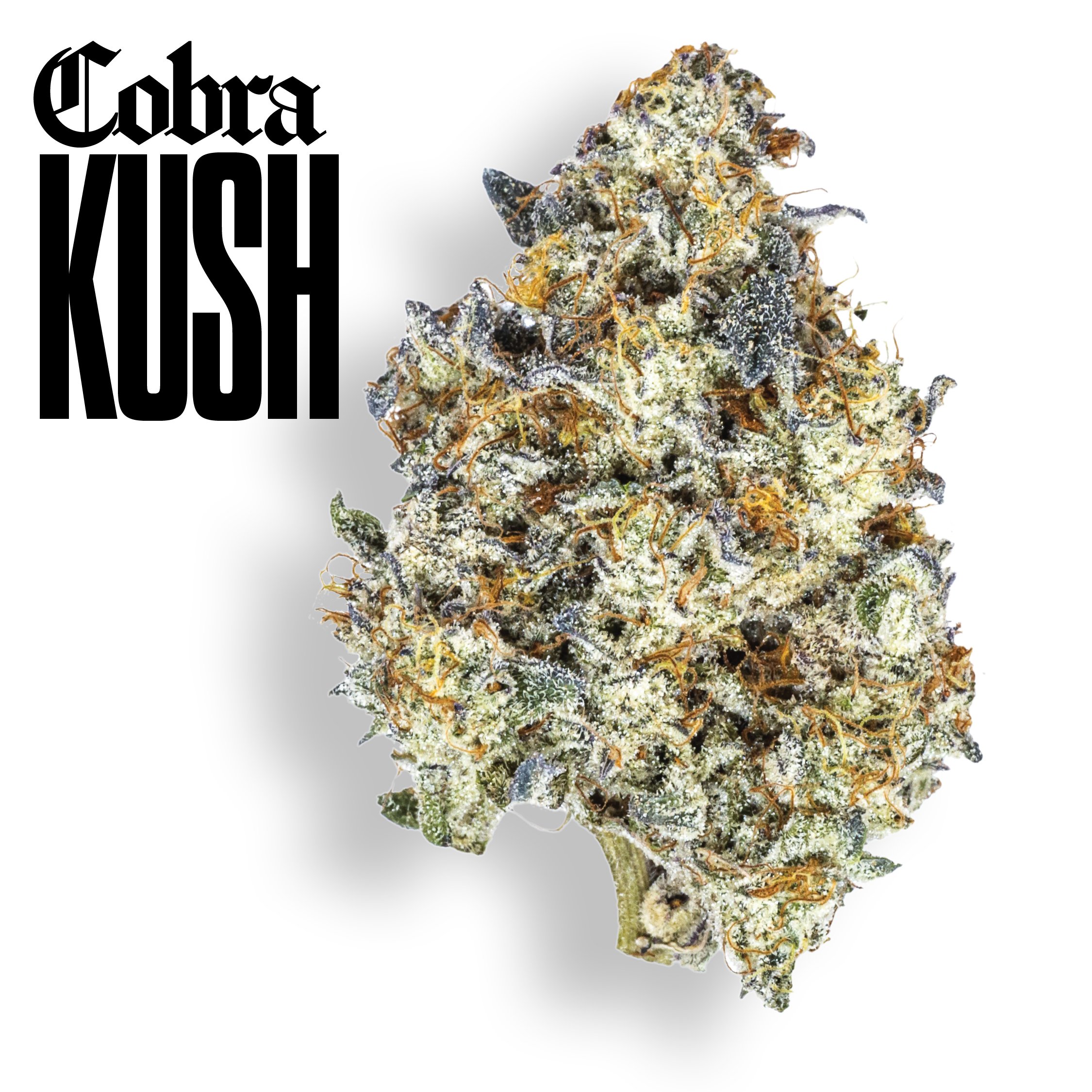 Gold Cuts Cobra Kush, Certified Bangers. Ultra Premium Flower | Claybourne Co. Cannabis