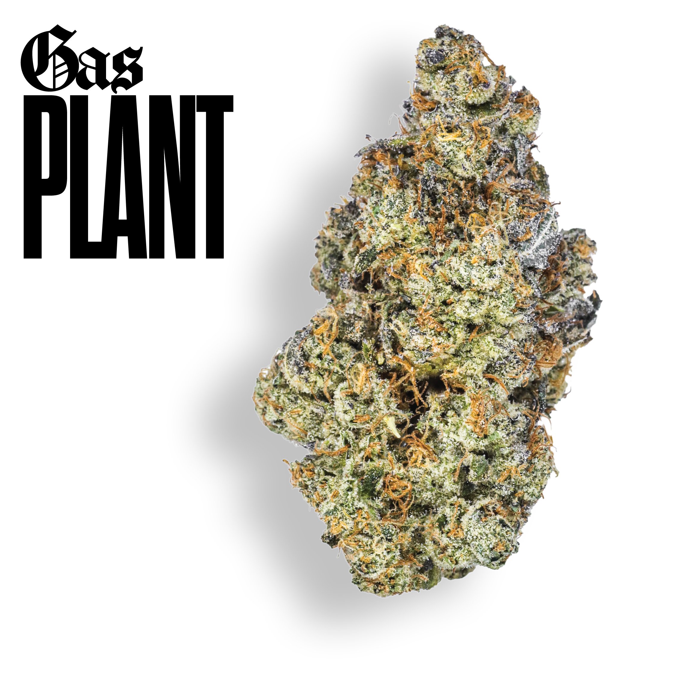 Gold Cuts Certified Bangers Top Shelf Weed Strains Claybourne Co