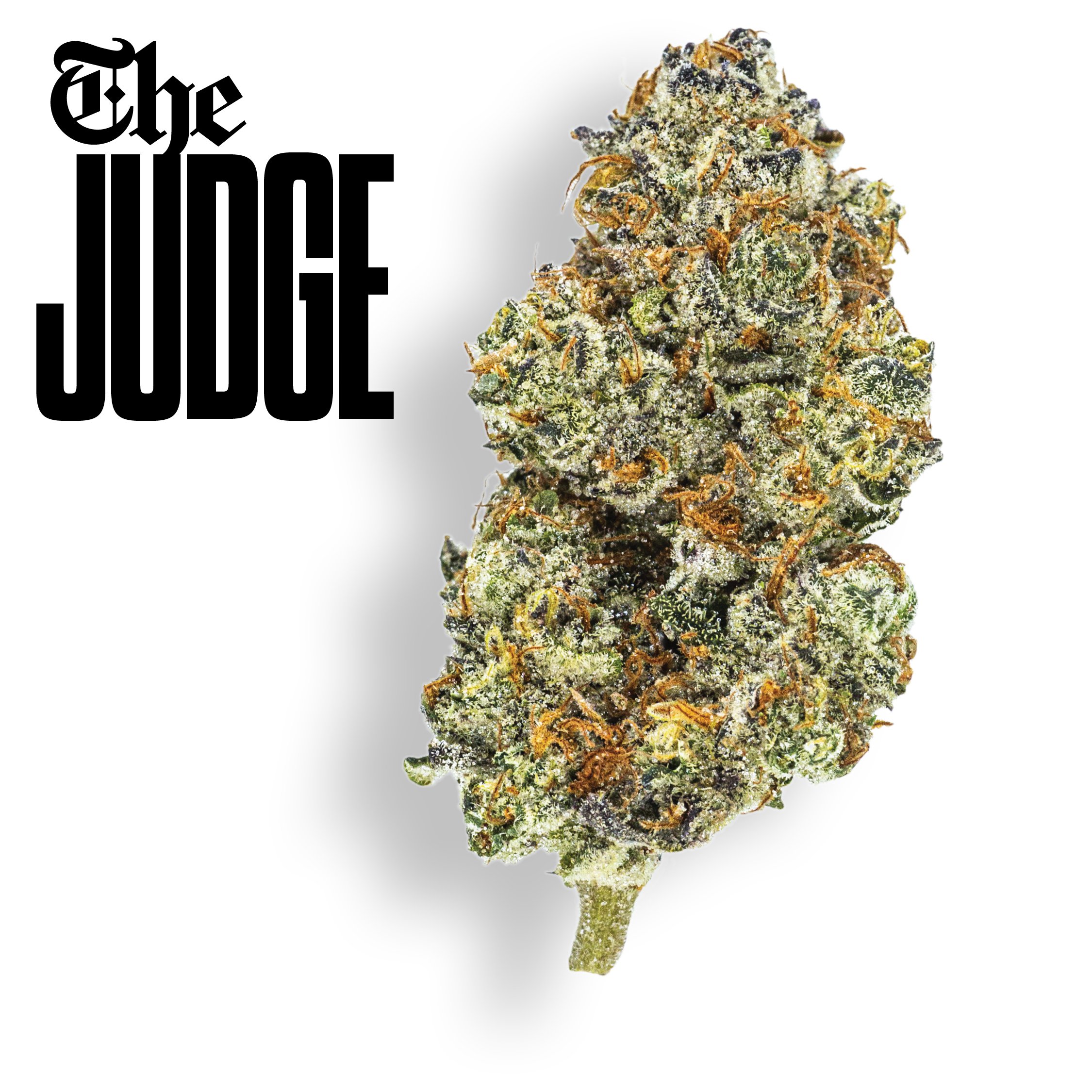 Gold Cuts The Judge, Certified Bangers. Ultra Premium Flower | Claybourne Co. Cannabis