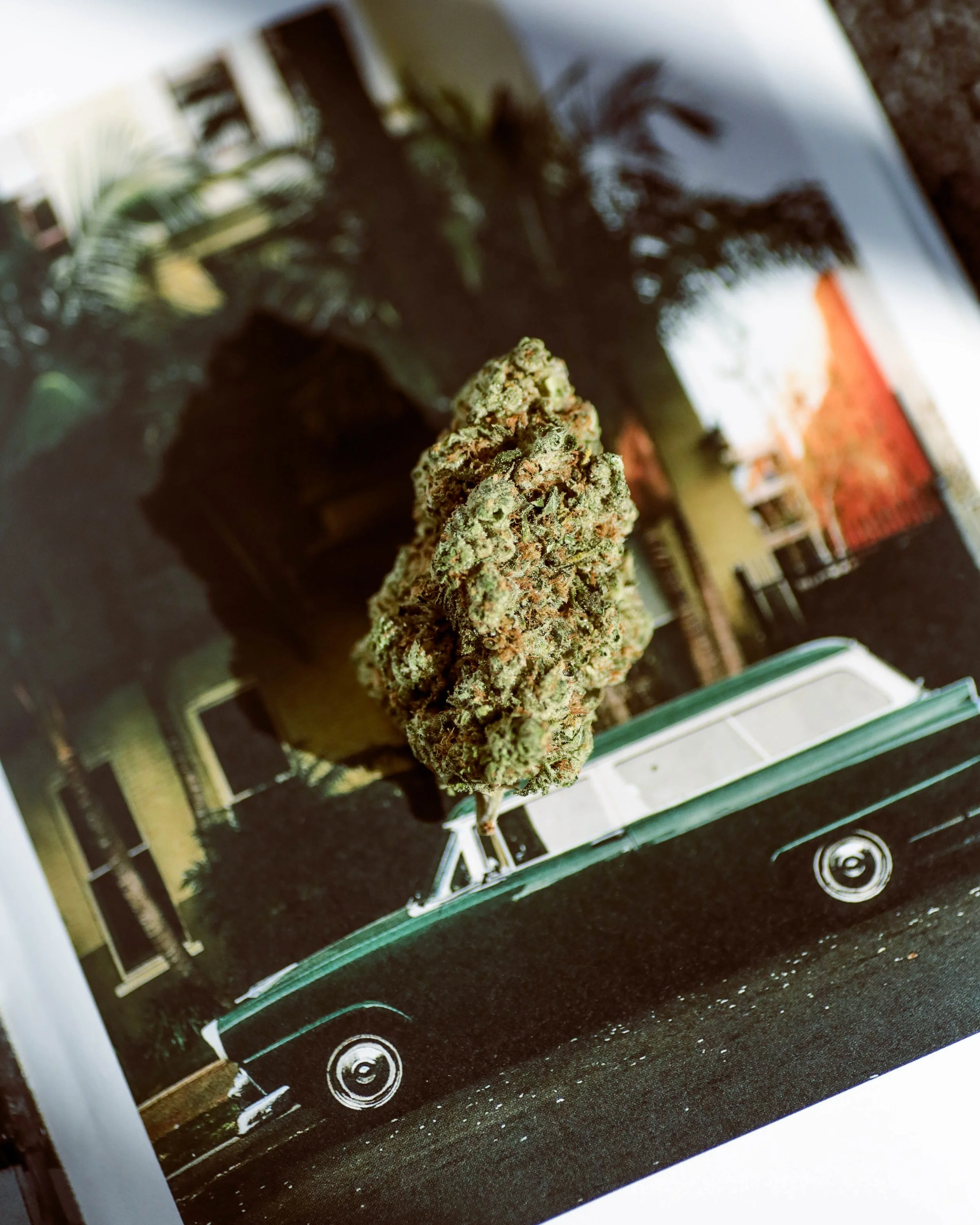 ChemDawg-1.jpg