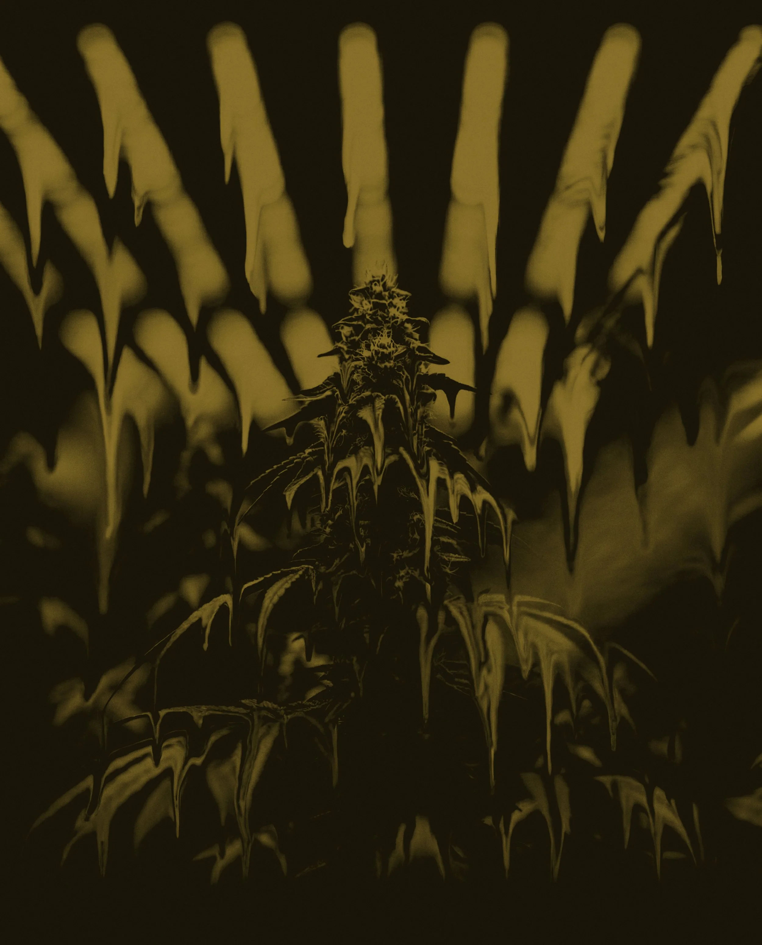 Claybourne_Gold_Cuts_Gassers_Bg.jpg