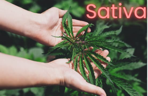 Sativa