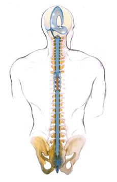spine_small.jpg