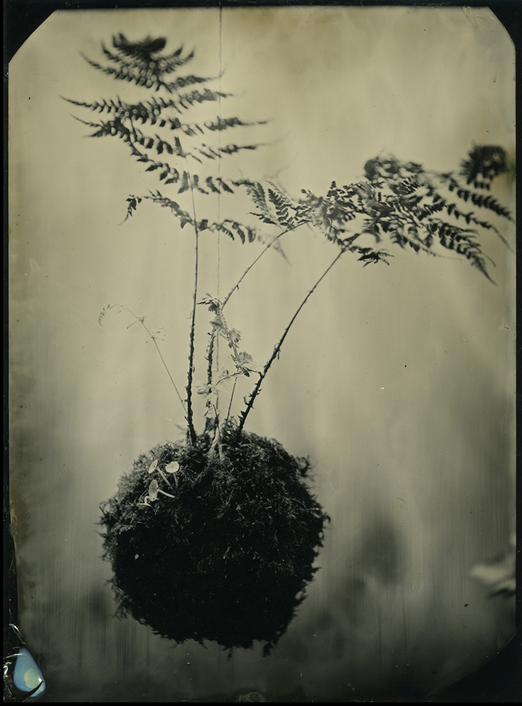 Kokedama I, Gwen Wilkinson, from the series “A fine balance”, Tintype (photograph on a metal plate)