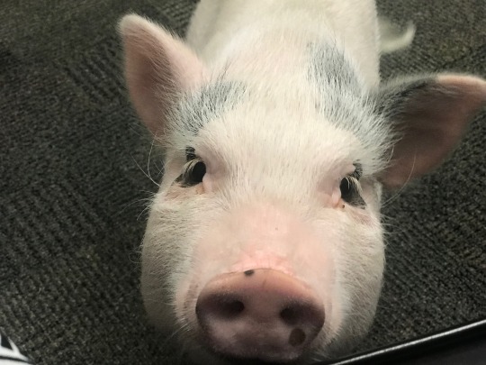 Meet the Staff Jorge the Therapy Pig.jpeg