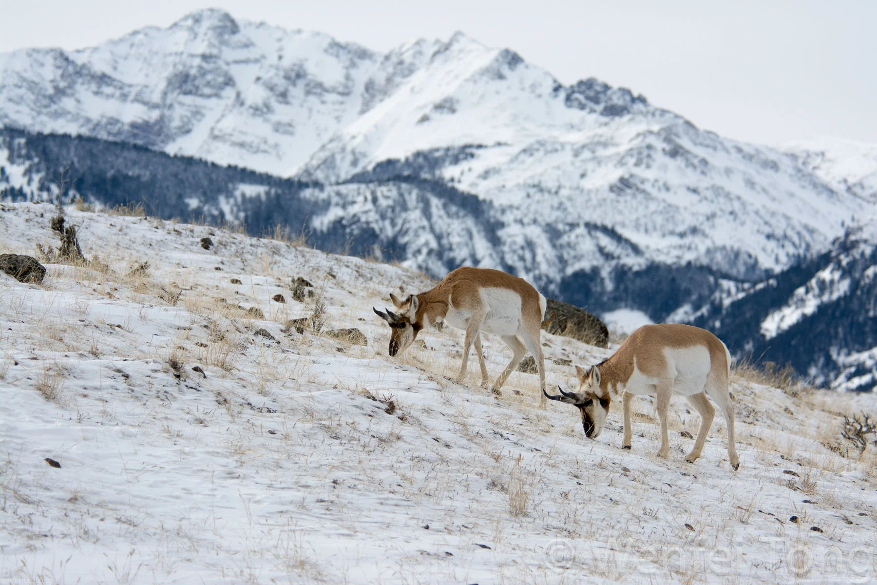 Pronghorn