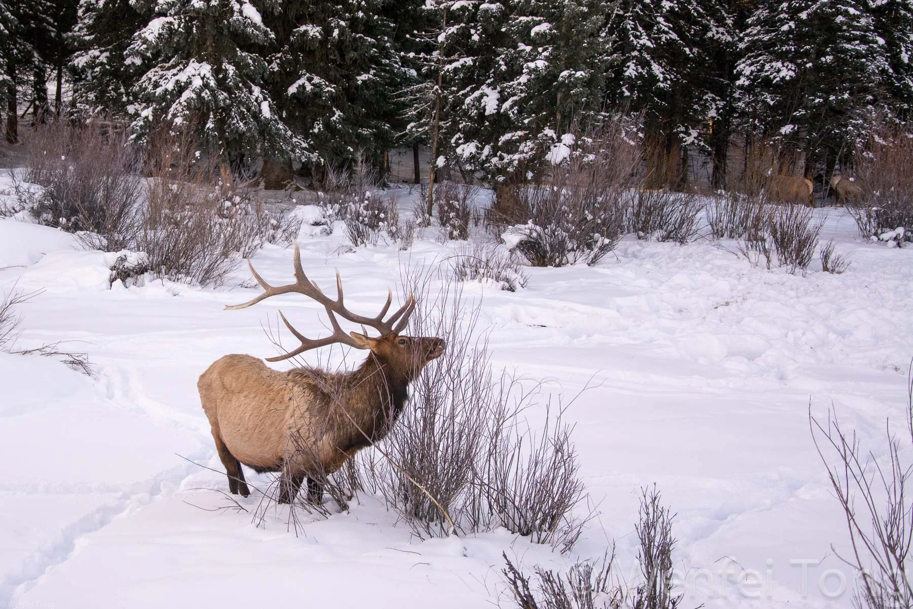 Large male elk