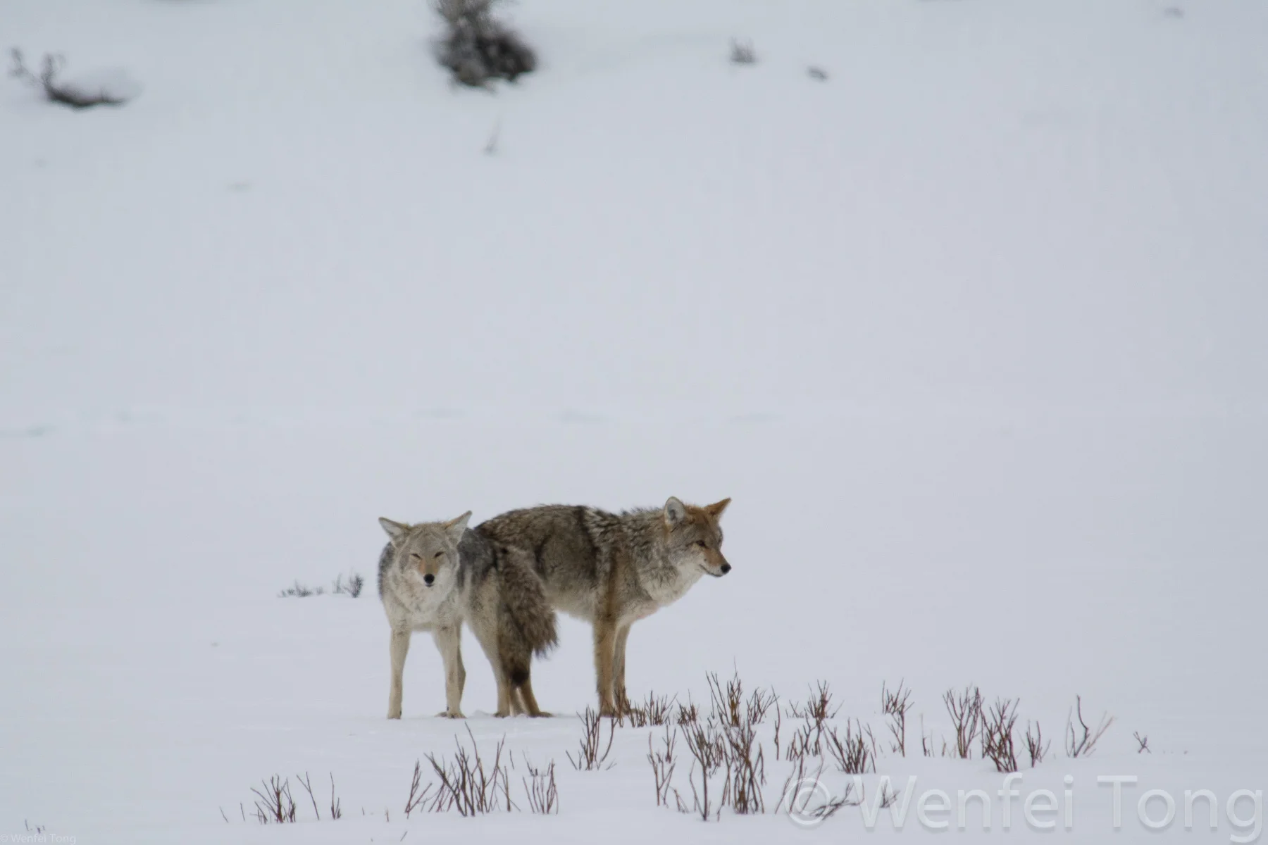 Mating coyotes