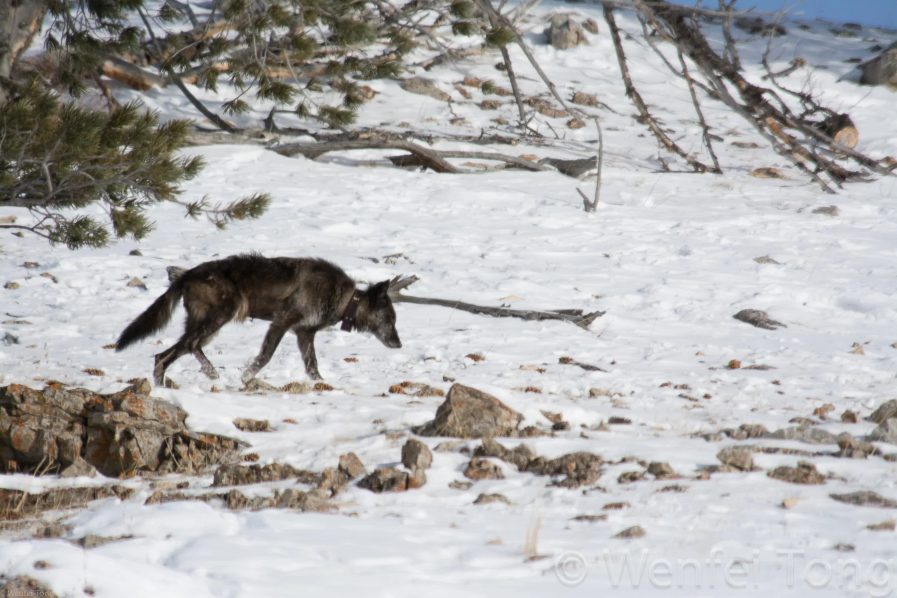 Alpha female of the Lamar wolf pack in Yellowstone NP