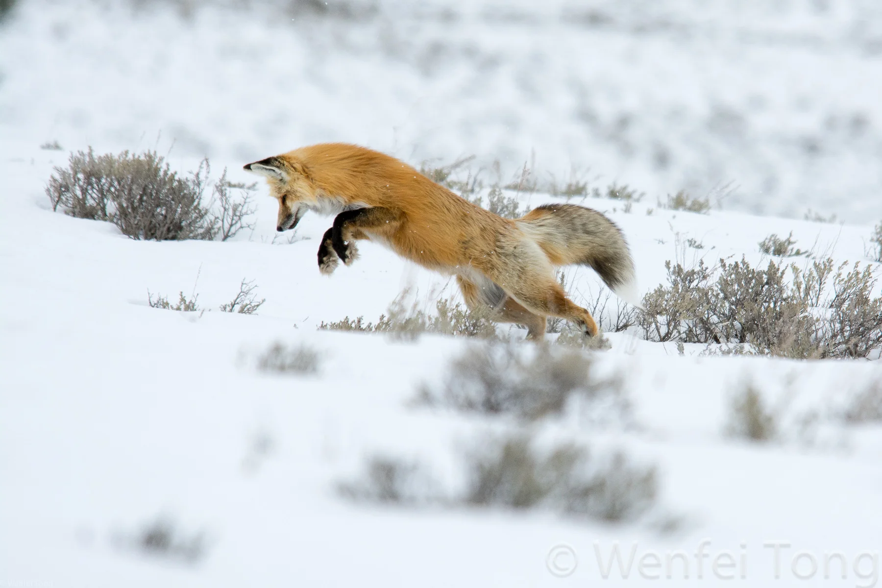 Red fox hunting