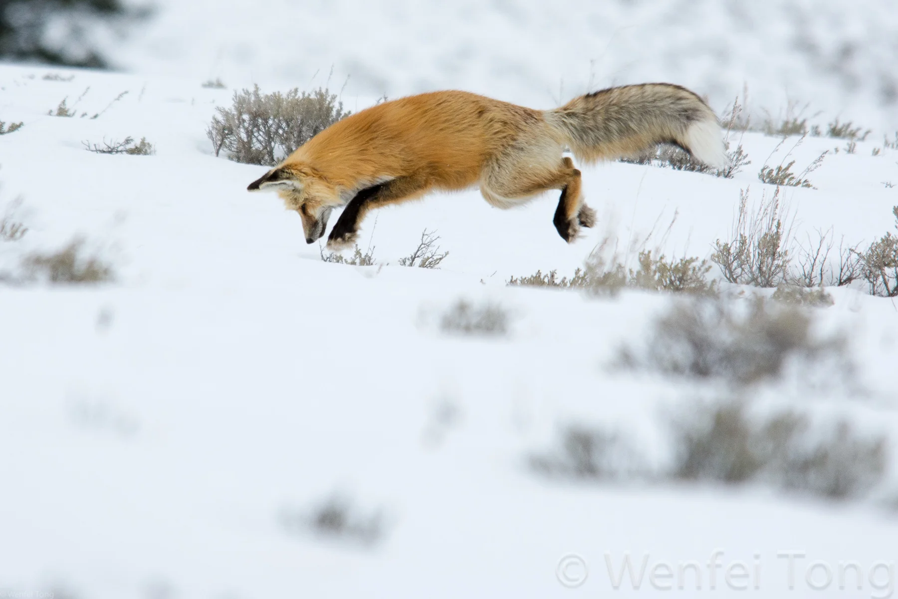 Red fox hunting