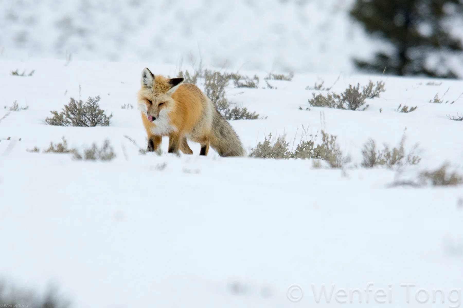 Red fox hunting