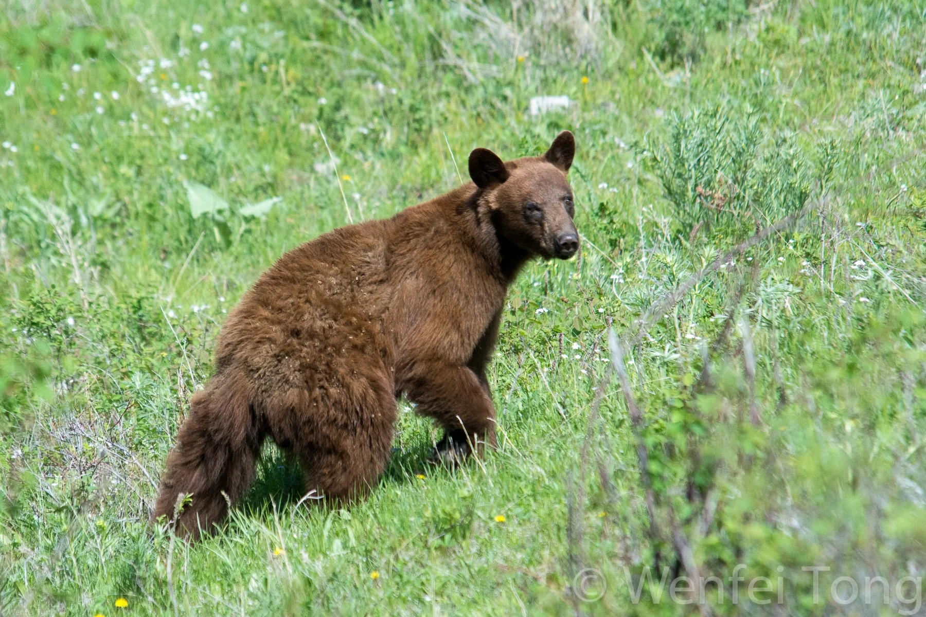 Young black bear on the bison range