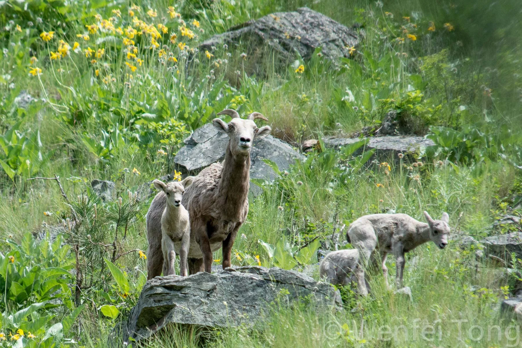 Bighorn sheep ewes and lambs on the bison range