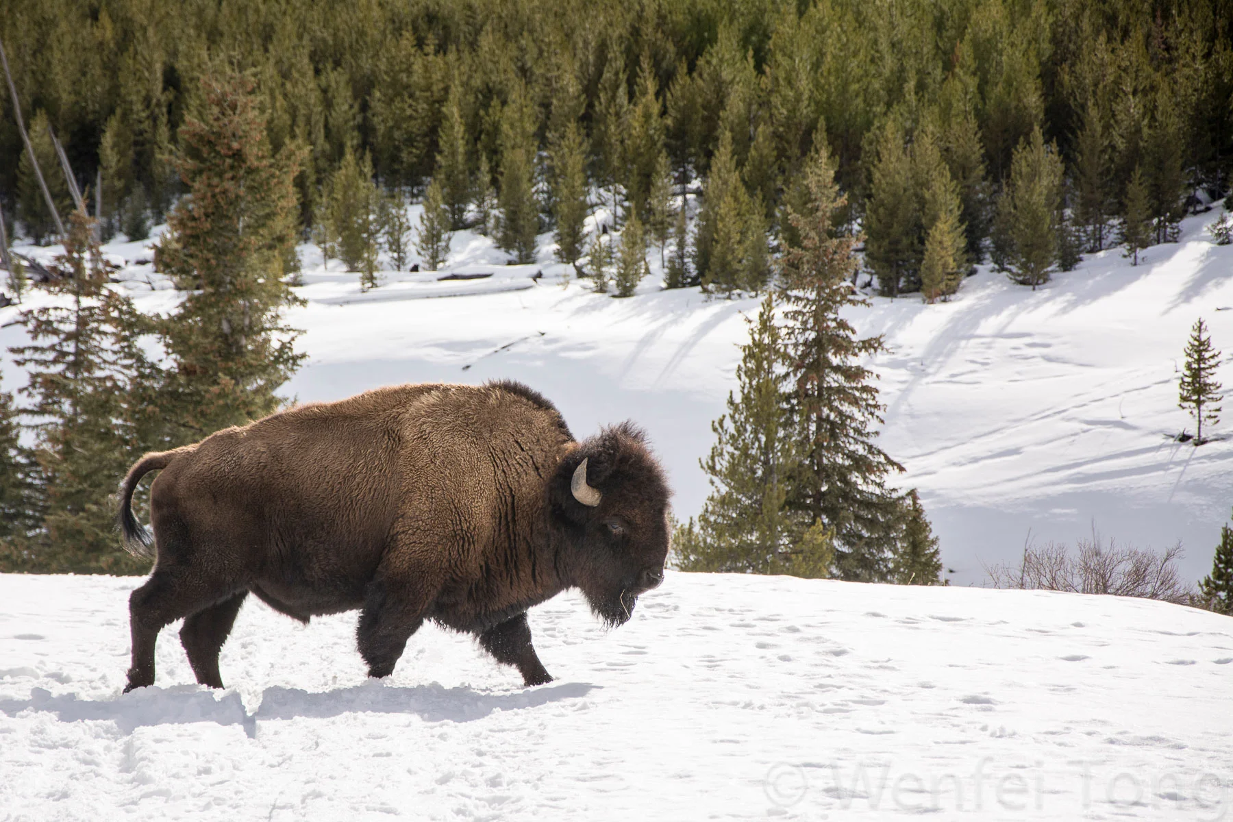 Bison in winter