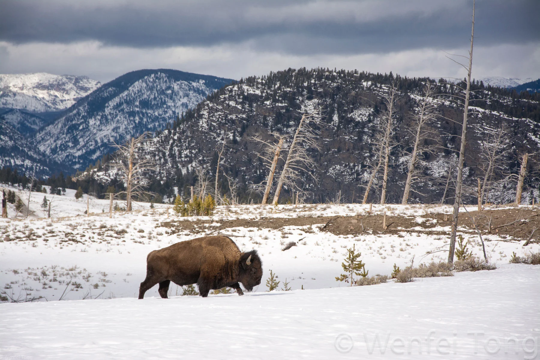 Bison